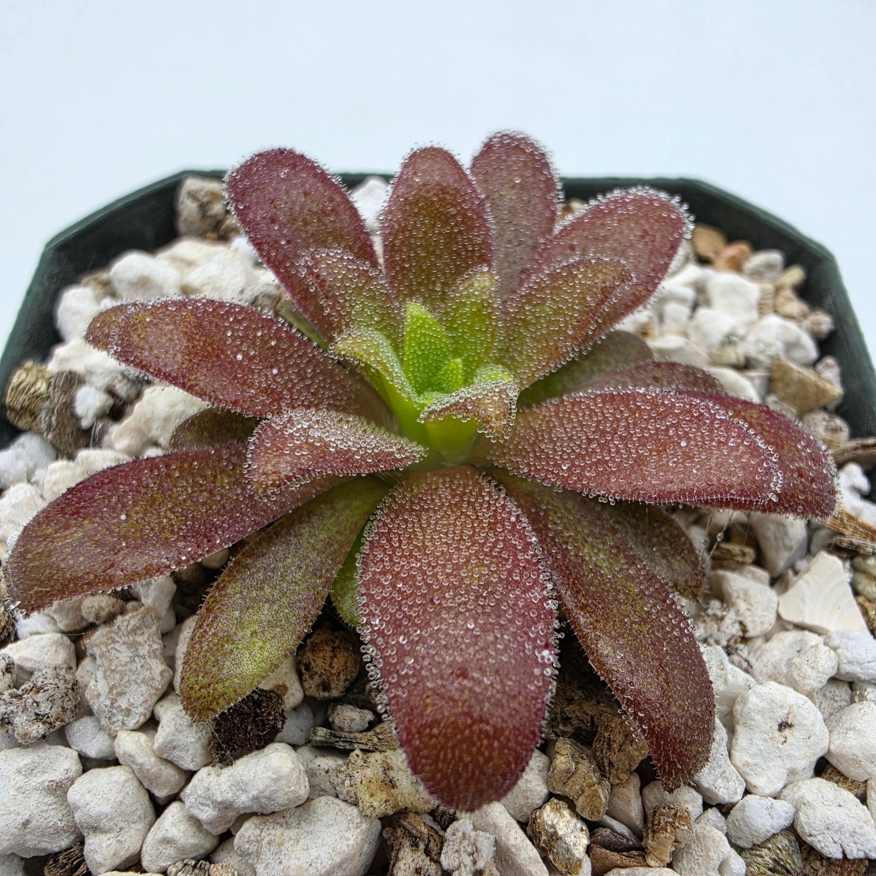 Pinguicula agnata 'Ekuma' x heterophylla -Butterworts -Rainbow Carnivorous Plants LLC