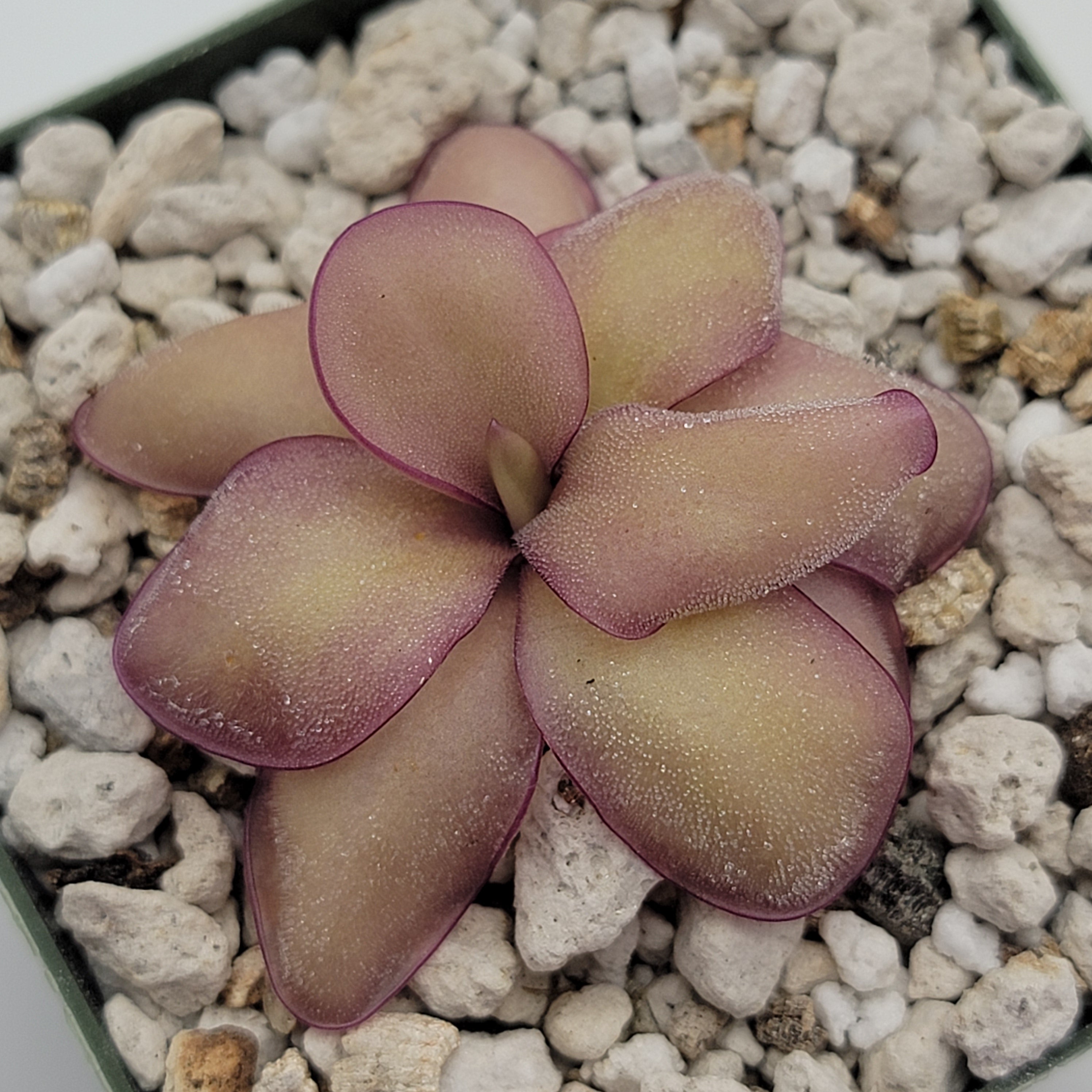 Pinguicula agnata 'El Lobo' x (laueana CP2 x emarginata) -Butterworts -Rainbow Carnivorous Plants LLC