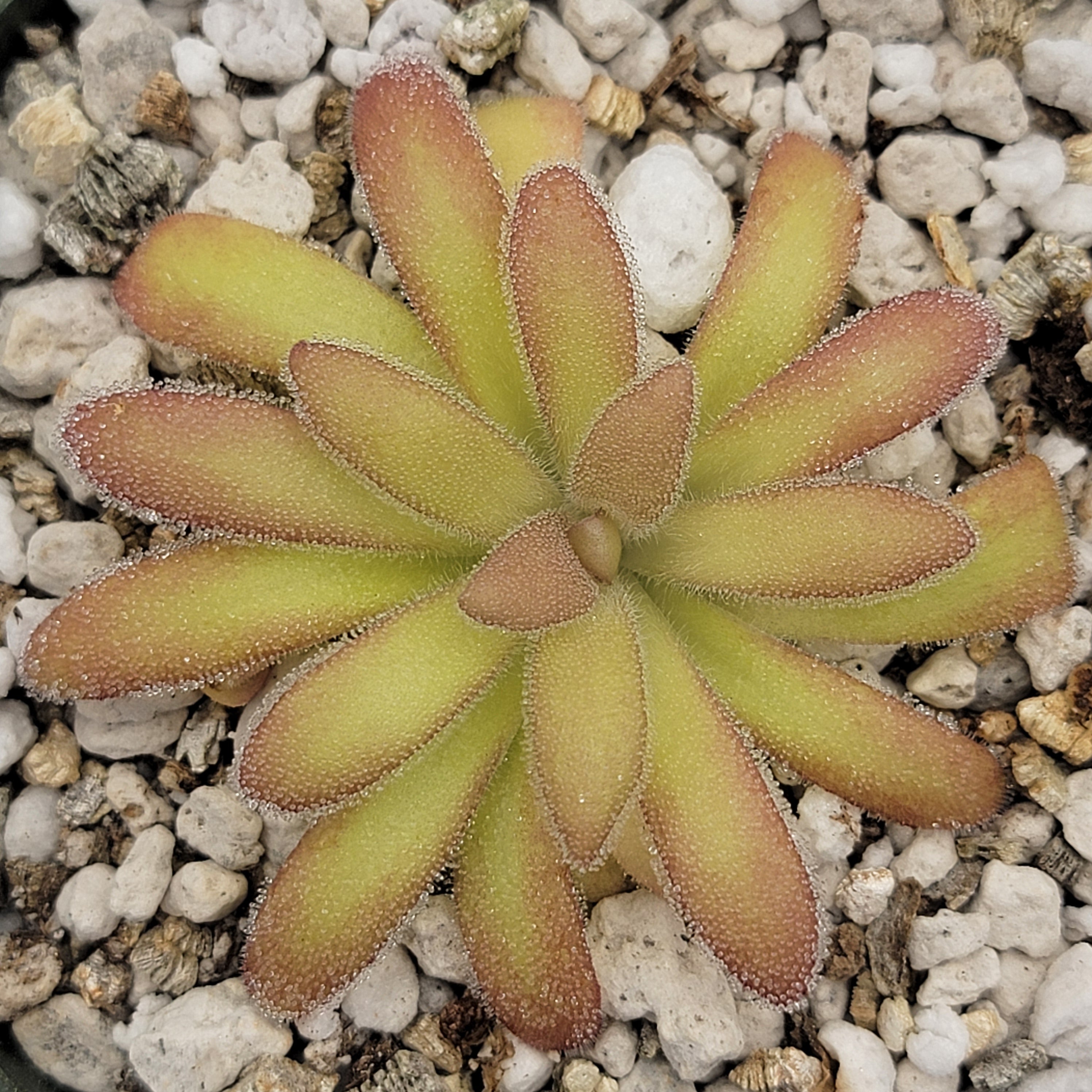 Pinguicula agnata 'El Lobo' x gypsicola -Butterworts -Rainbow Carnivorous Plants LLC