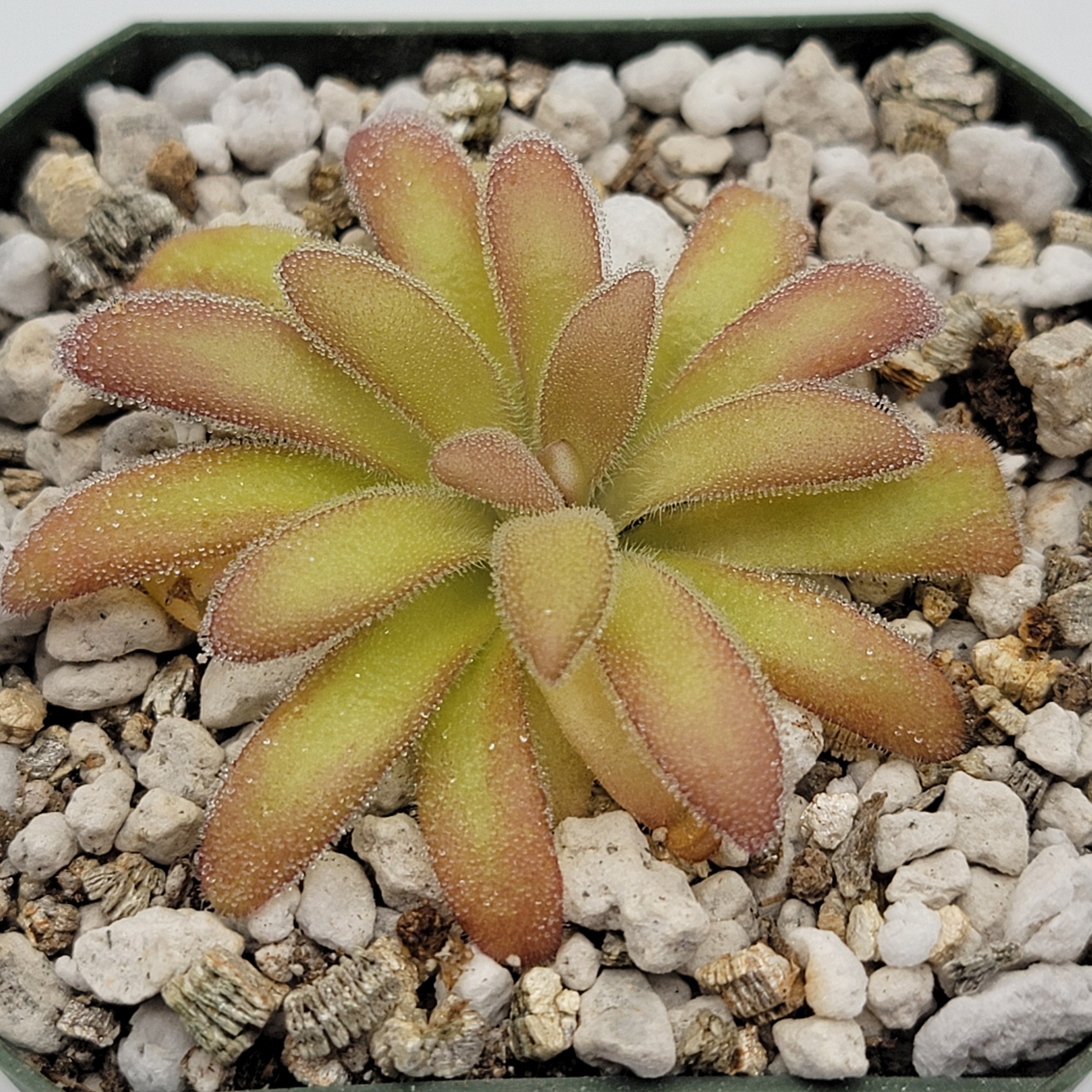 Pinguicula agnata 'El Lobo' x gypsicola -Butterworts -Rainbow Carnivorous Plants LLC