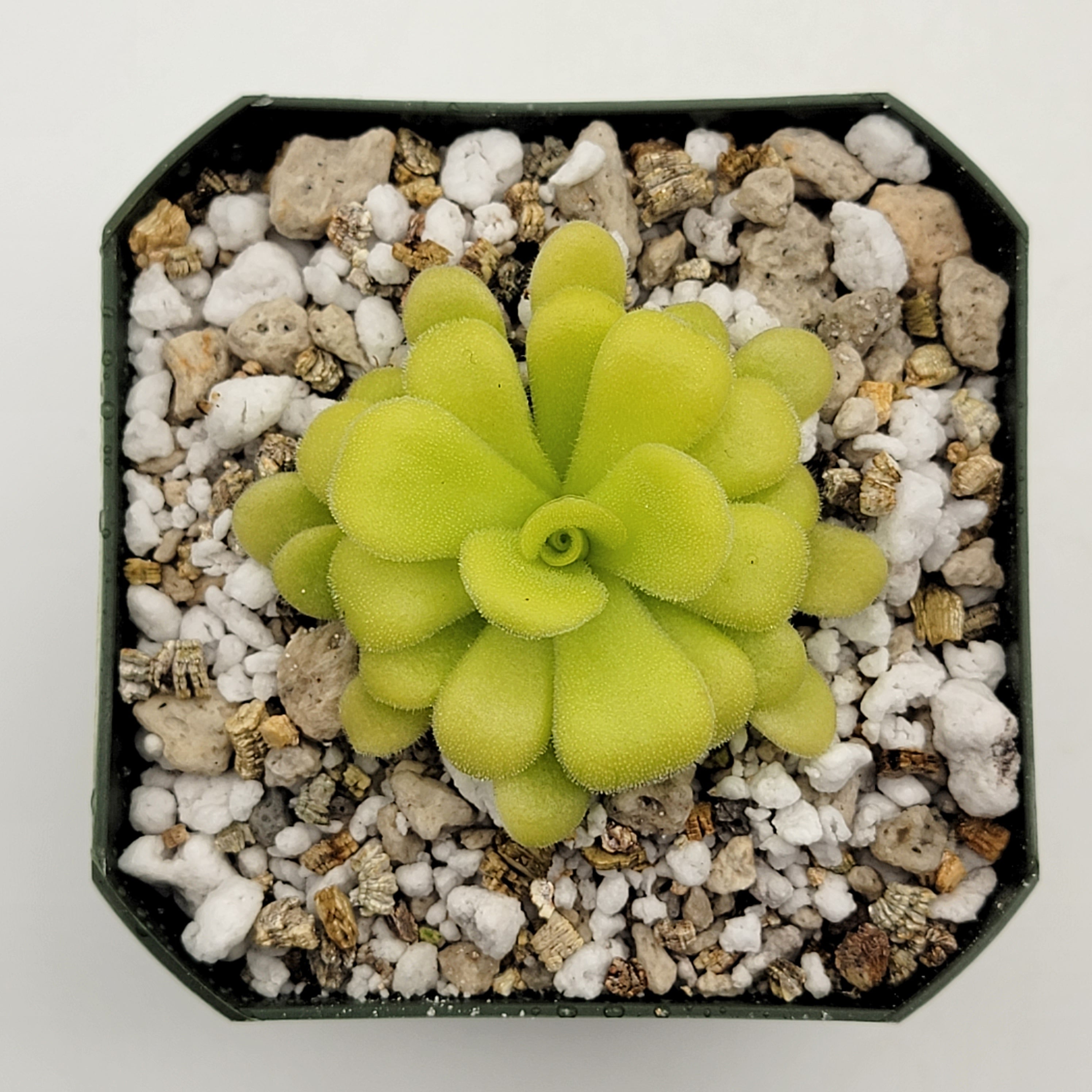 Pinguicula agnata {Mesaleon, Hidalgo, MΓ©x} -Butterworts -Rainbow Carnivorous Plants LLC