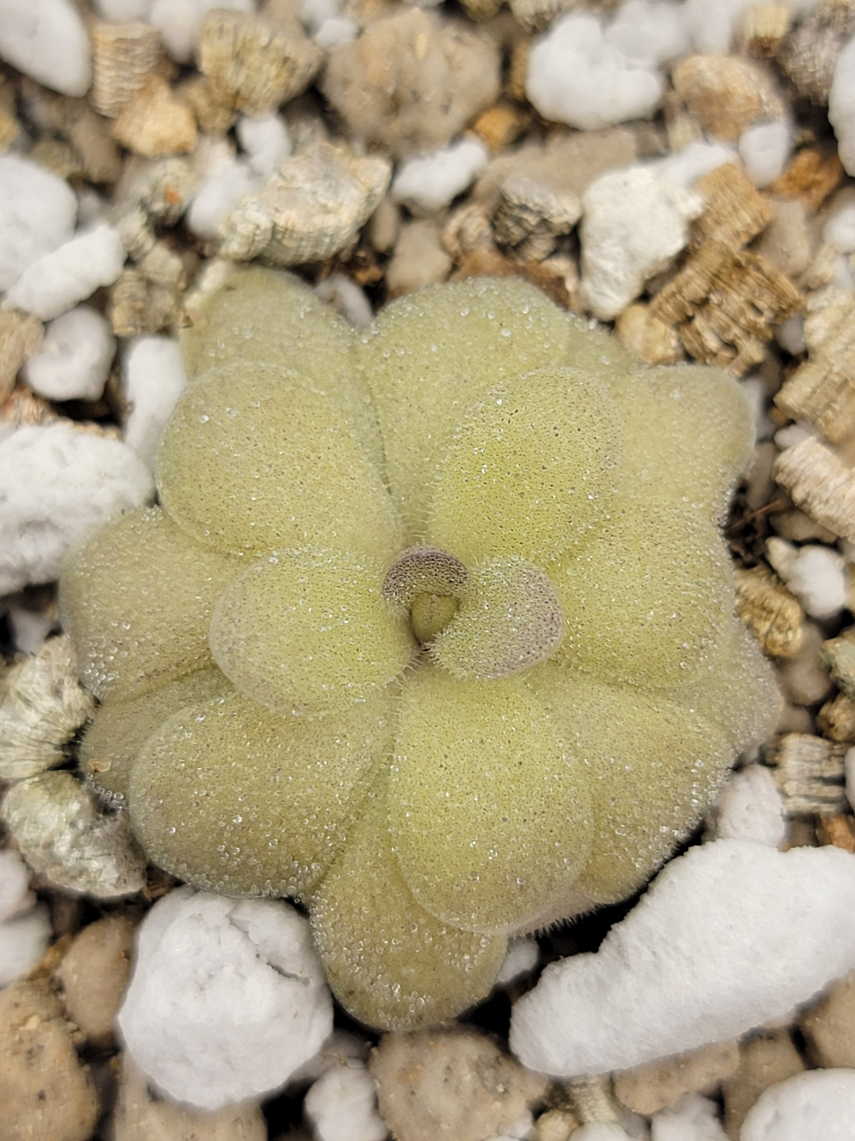 Pinguicula agnata "True Blue" x hemiepiphytica -Butterworts -Rainbow Carnivorous Plants LLC