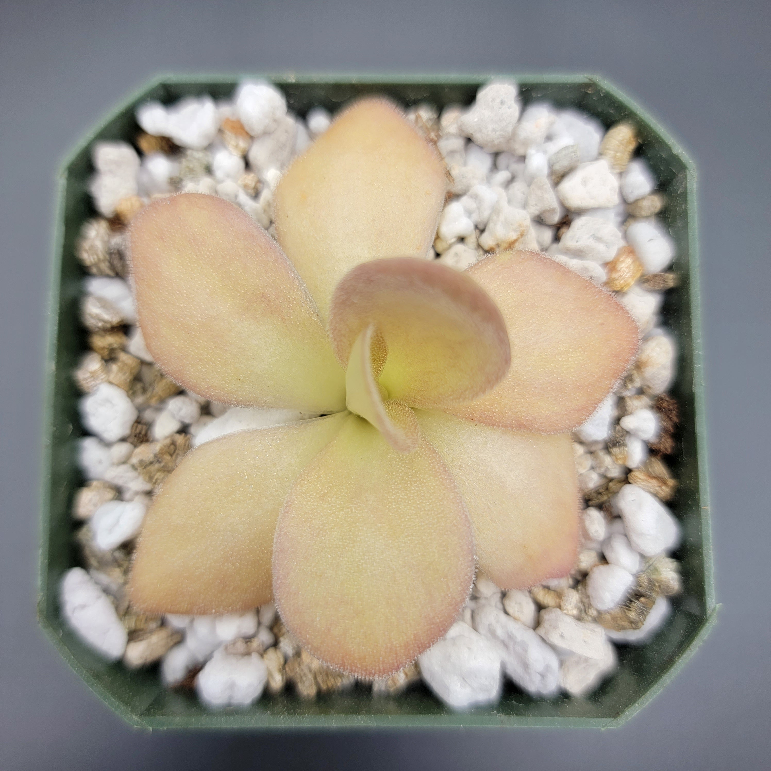 Pinguicula agnata {Zimapan, Hidalgo, Méx} -Butterworts -Rainbow Carnivorous Plants LLC