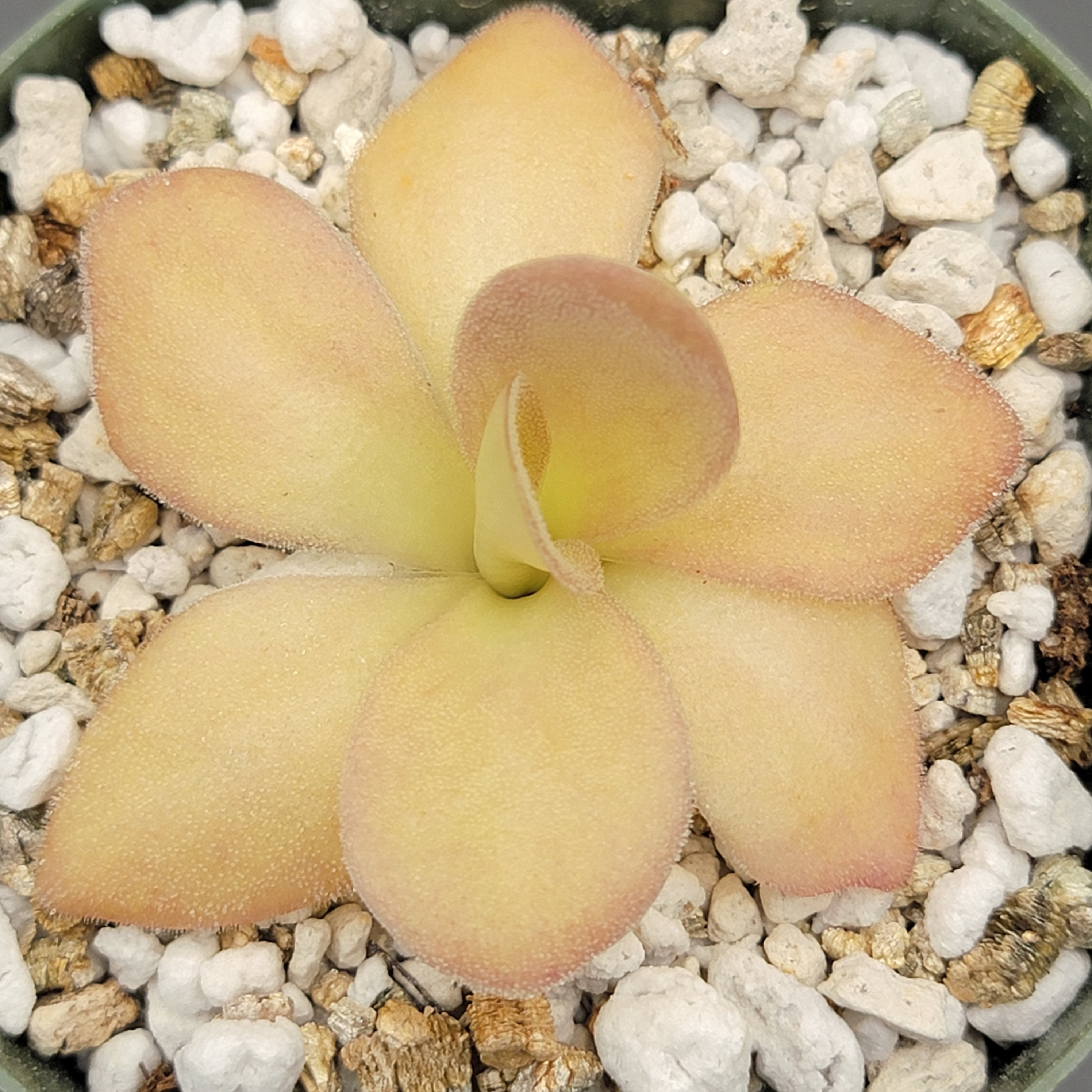 Pinguicula agnata {Zimapan, Hidalgo, Méx} -Butterworts -Rainbow Carnivorous Plants LLC
