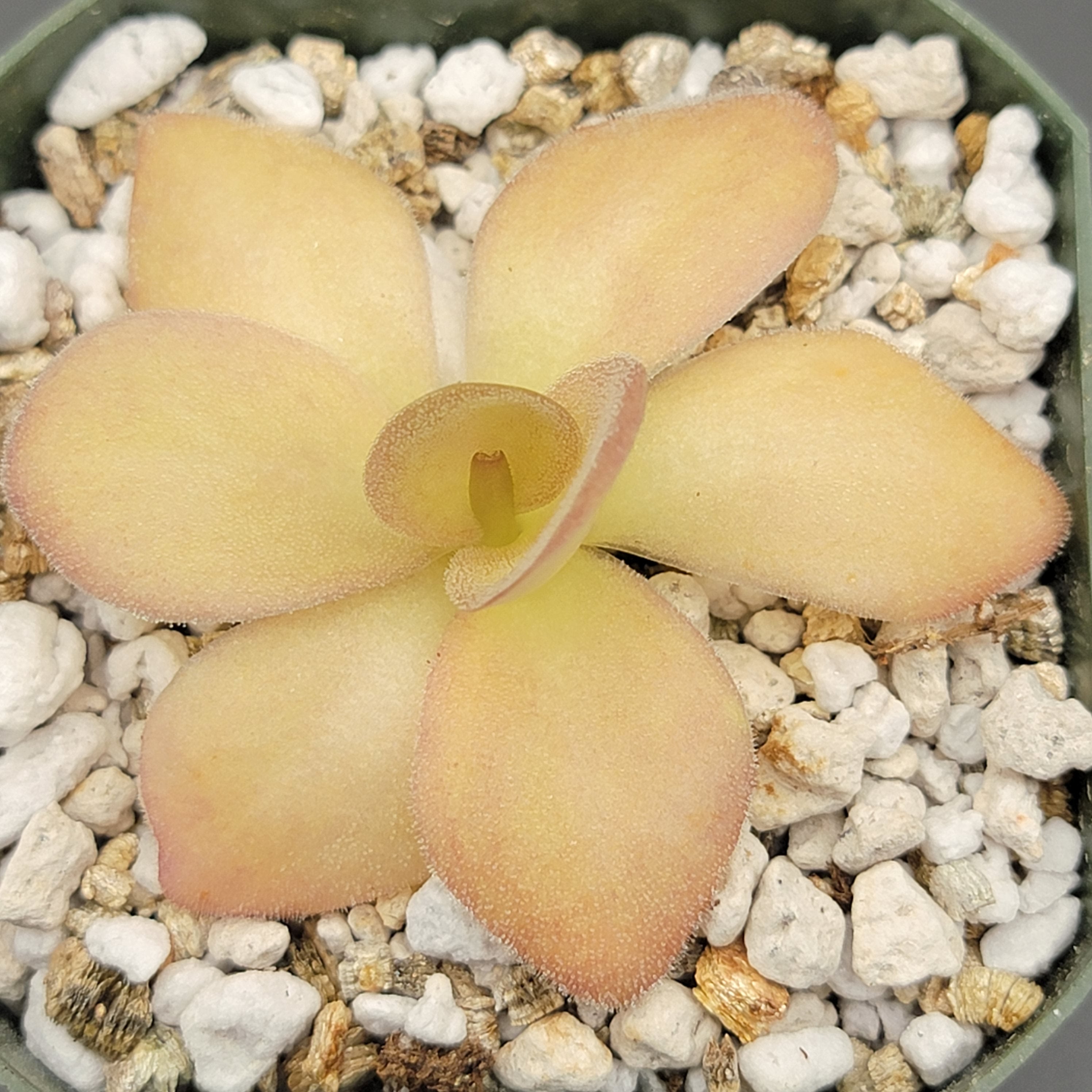 Pinguicula agnata {Zimapan, Hidalgo, Méx} -Butterworts -Rainbow Carnivorous Plants LLC