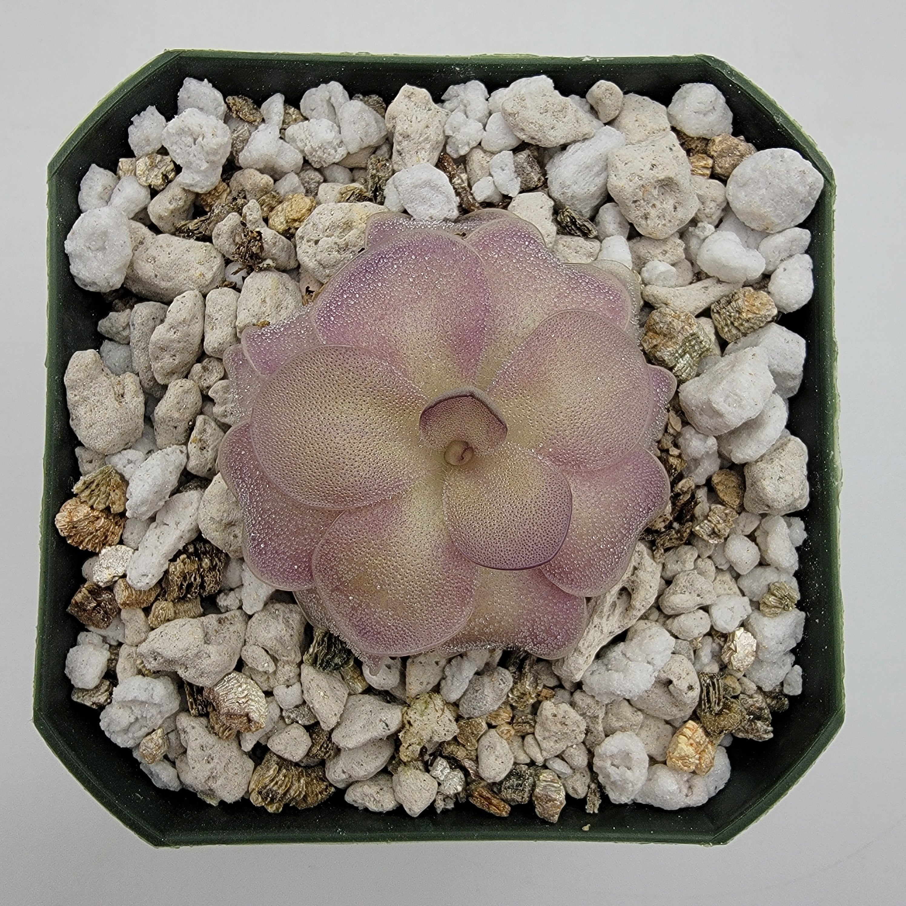 Pinguicula agnata x cyclosecta -Butterworts -Rainbow Carnivorous Plants LLC
