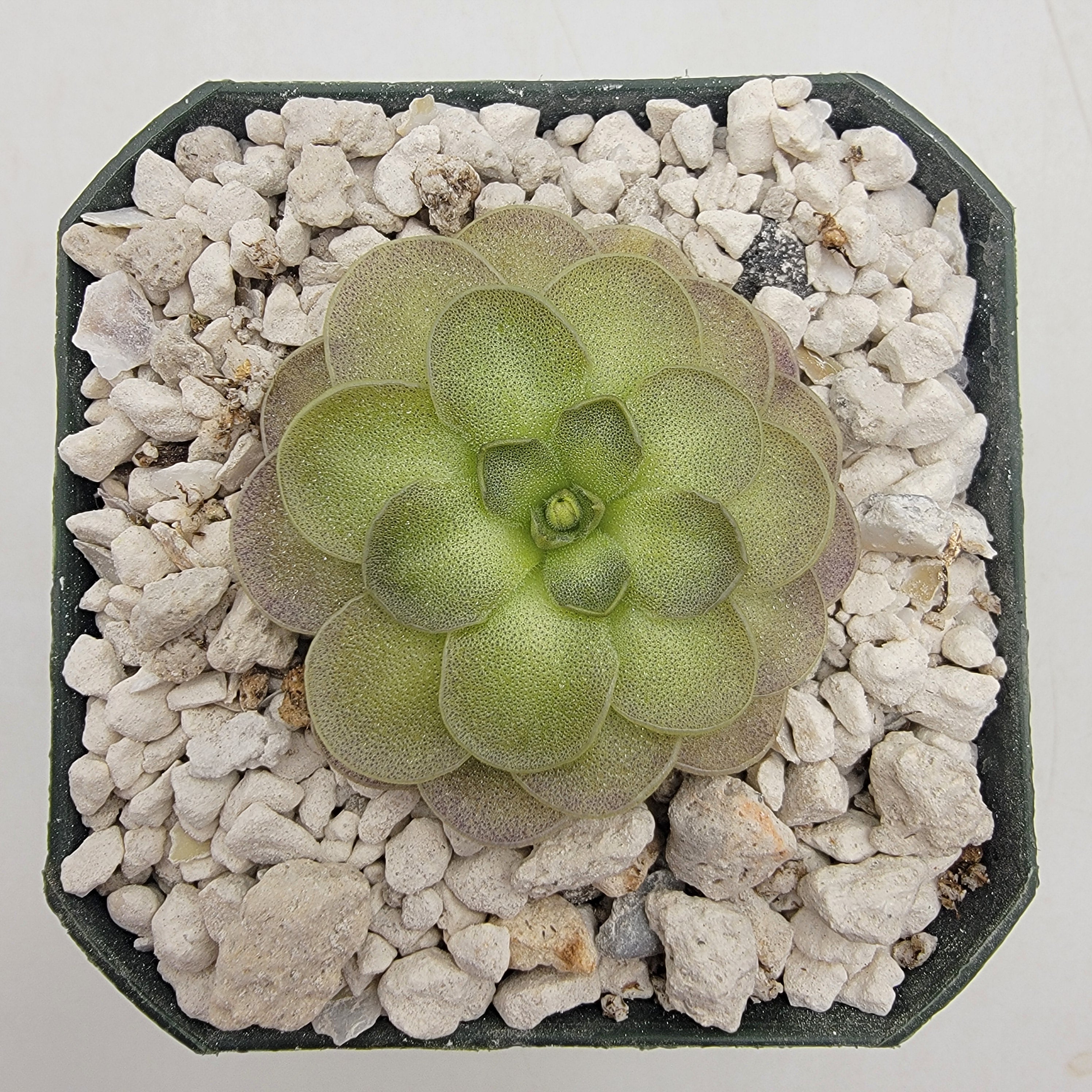 Pinguicula cyclosecta {El Cielo}