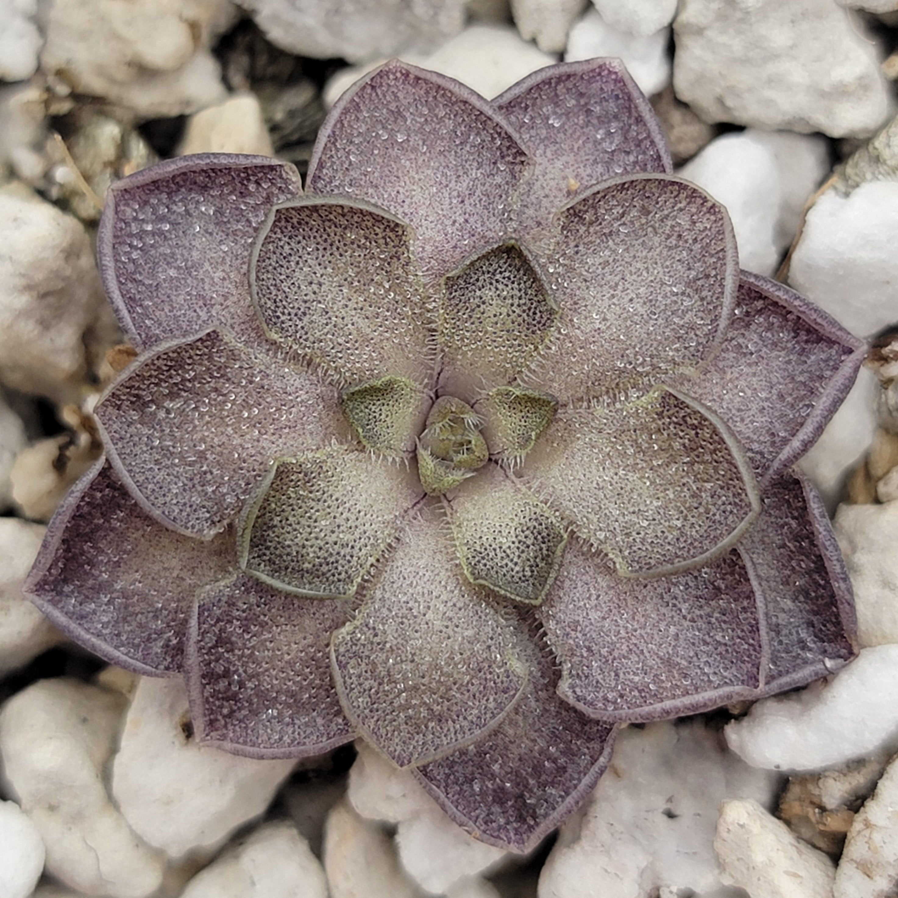 Pinguicula cyclosecta {Dulces Nombres, Nuevo León} -Butterworts -Rainbow Carnivorous Plants LLC