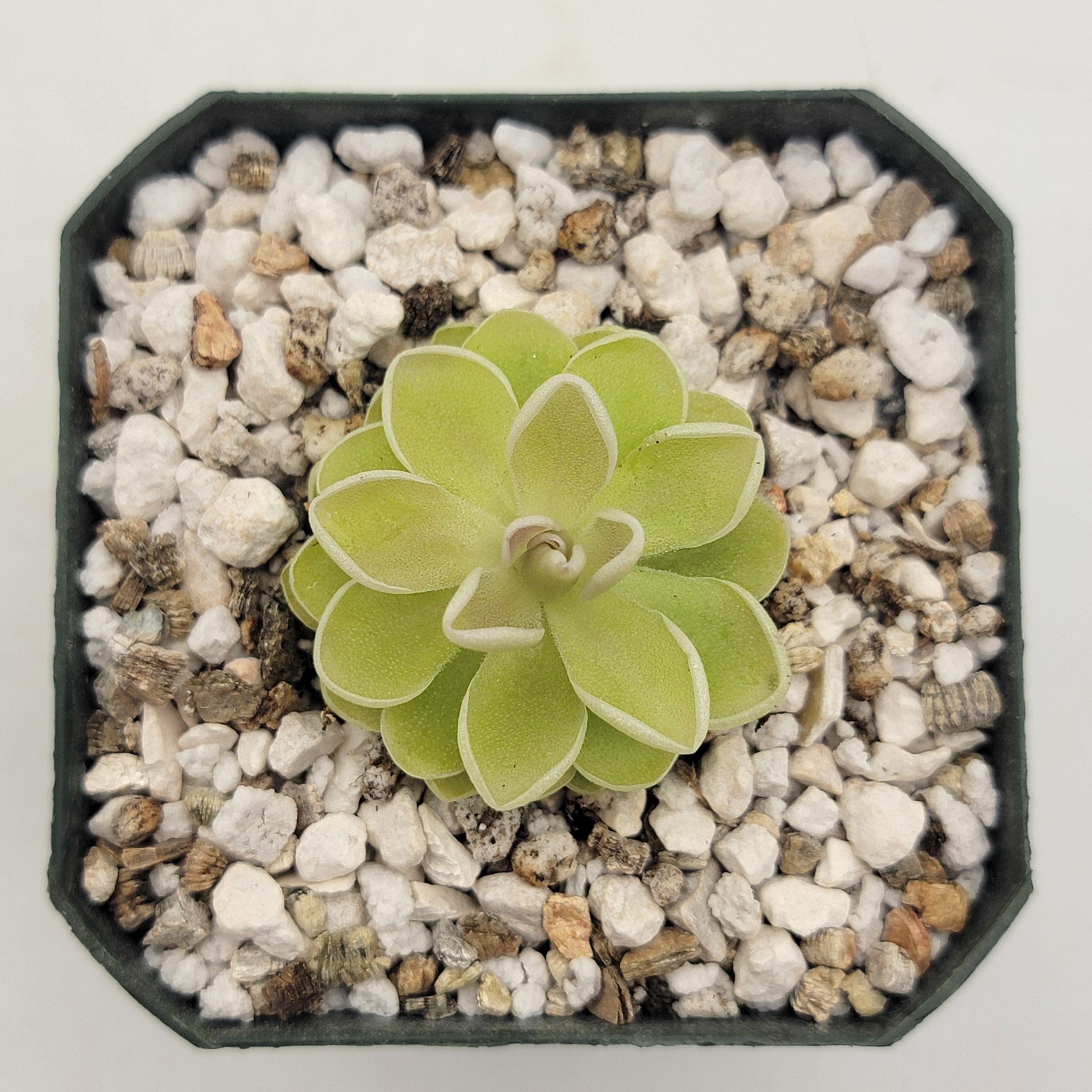 Pinguicula ehlersiae "Cotton Candy" -Butterworts -Rainbow Carnivorous Plants LLC
