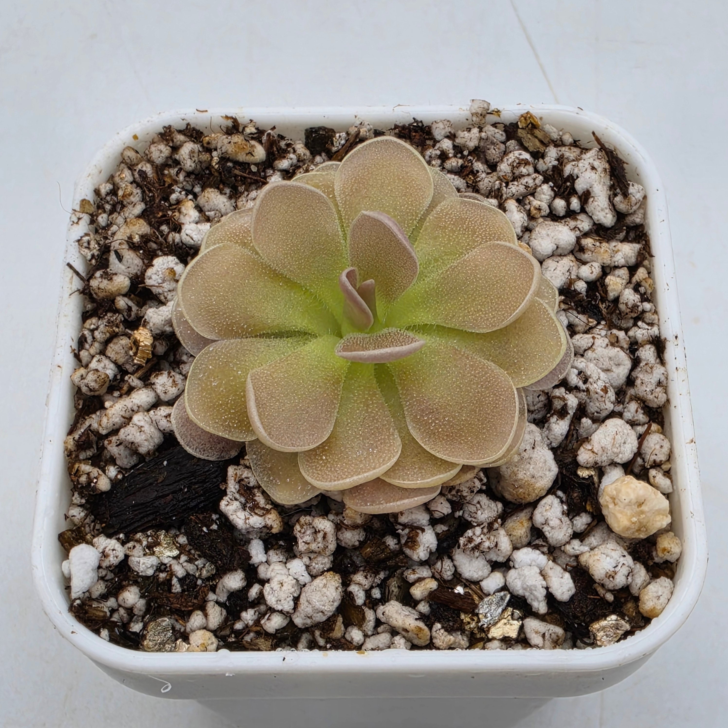 Green/pink Pinguicula plant in a pot with decorative stones on a white background