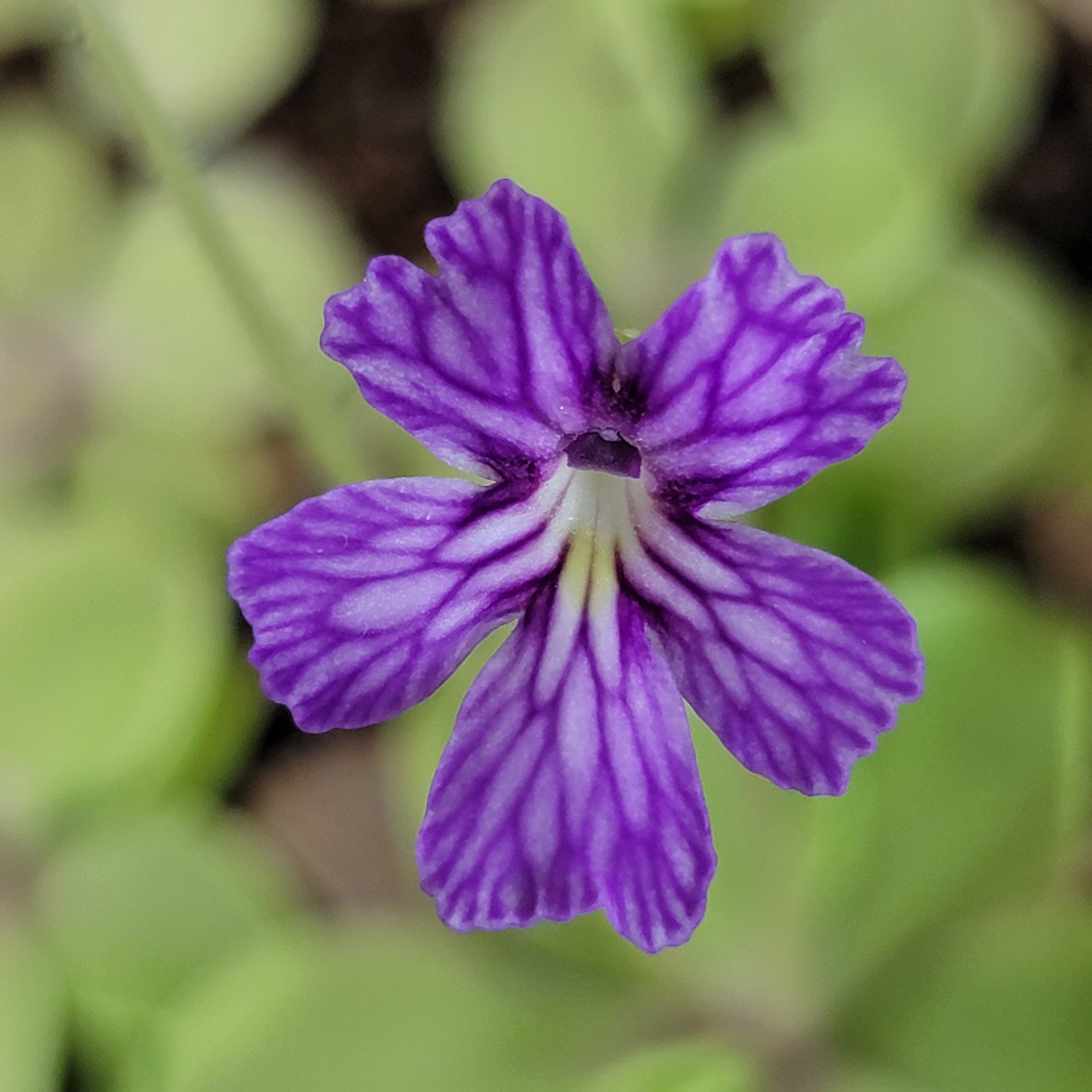 Pinguicula emarginata x cyclosecta -Butterworts -Rainbow Carnivorous Plants LLC