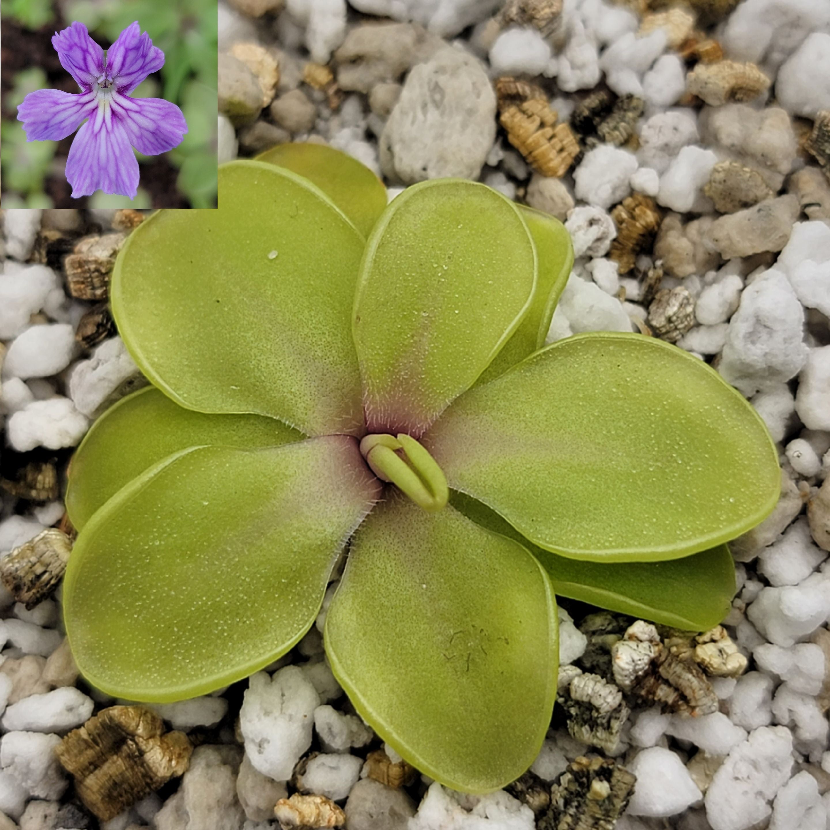 Pinguicula emarginata x cyclosecta -Butterworts -Rainbow Carnivorous Plants LLC
