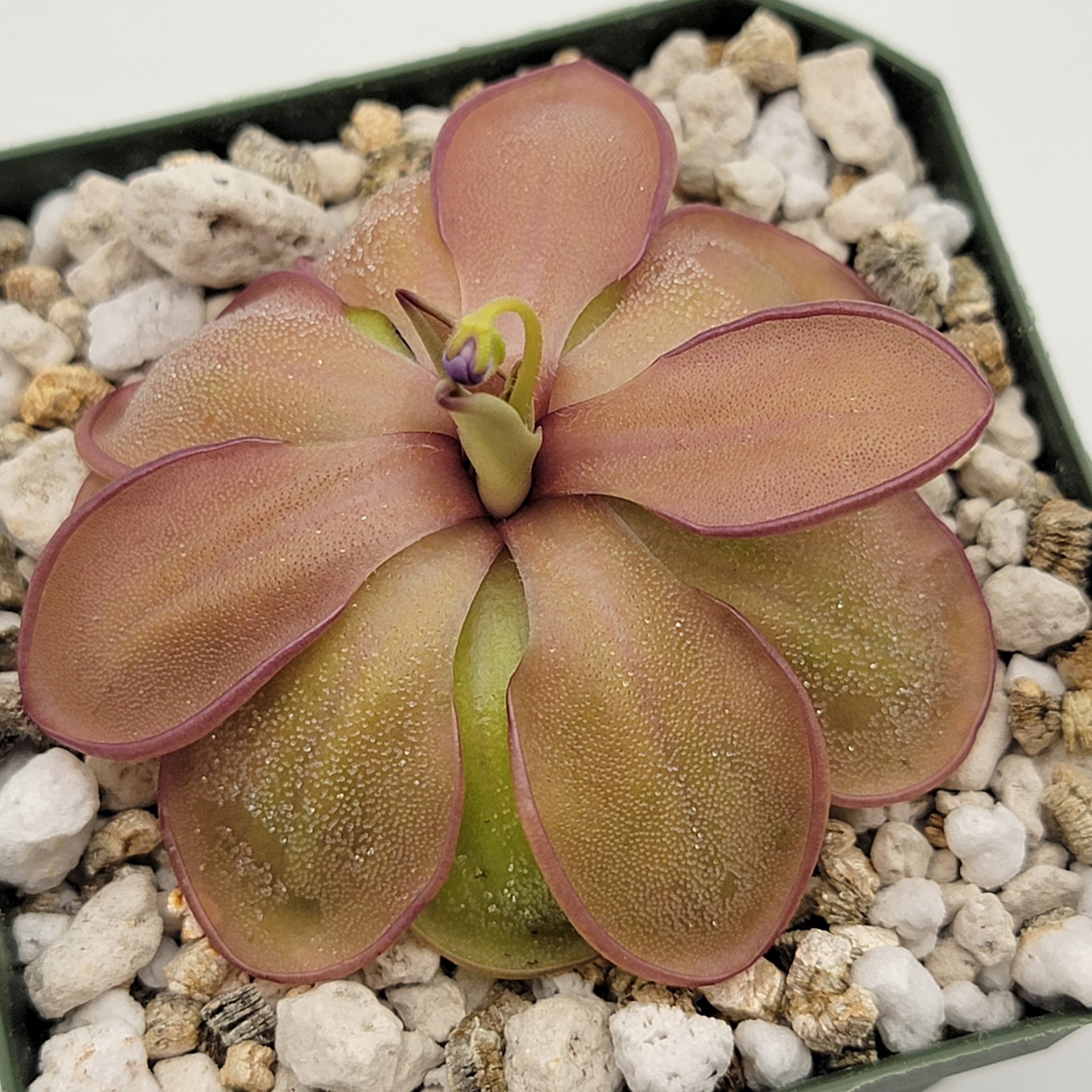 Pinguicula emarginata x hemiepiphytica -Butterworts -Rainbow Carnivorous Plants LLC