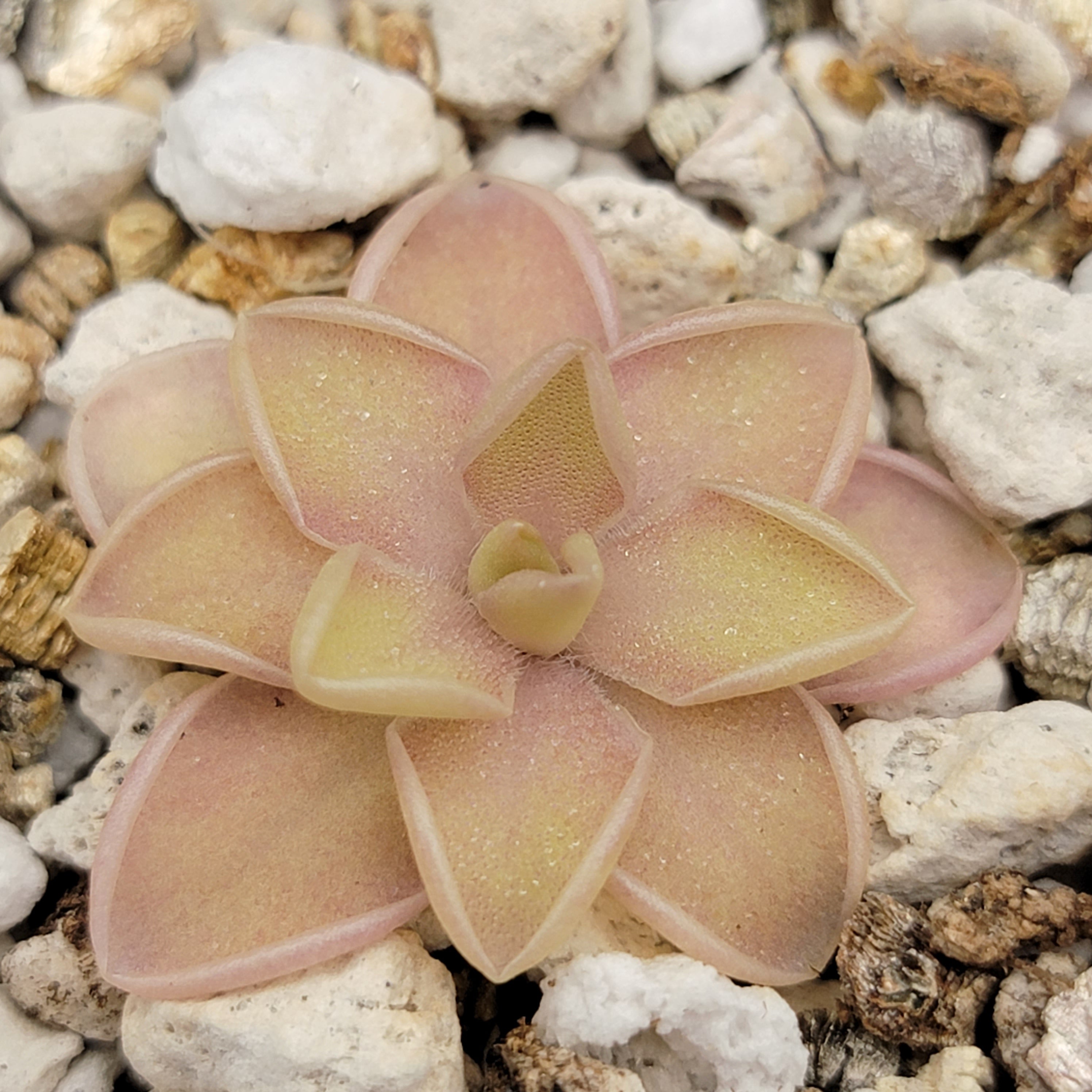 Pinguicula emarginata x jaumavensis -Butterworts -Rainbow Carnivorous Plants LLC