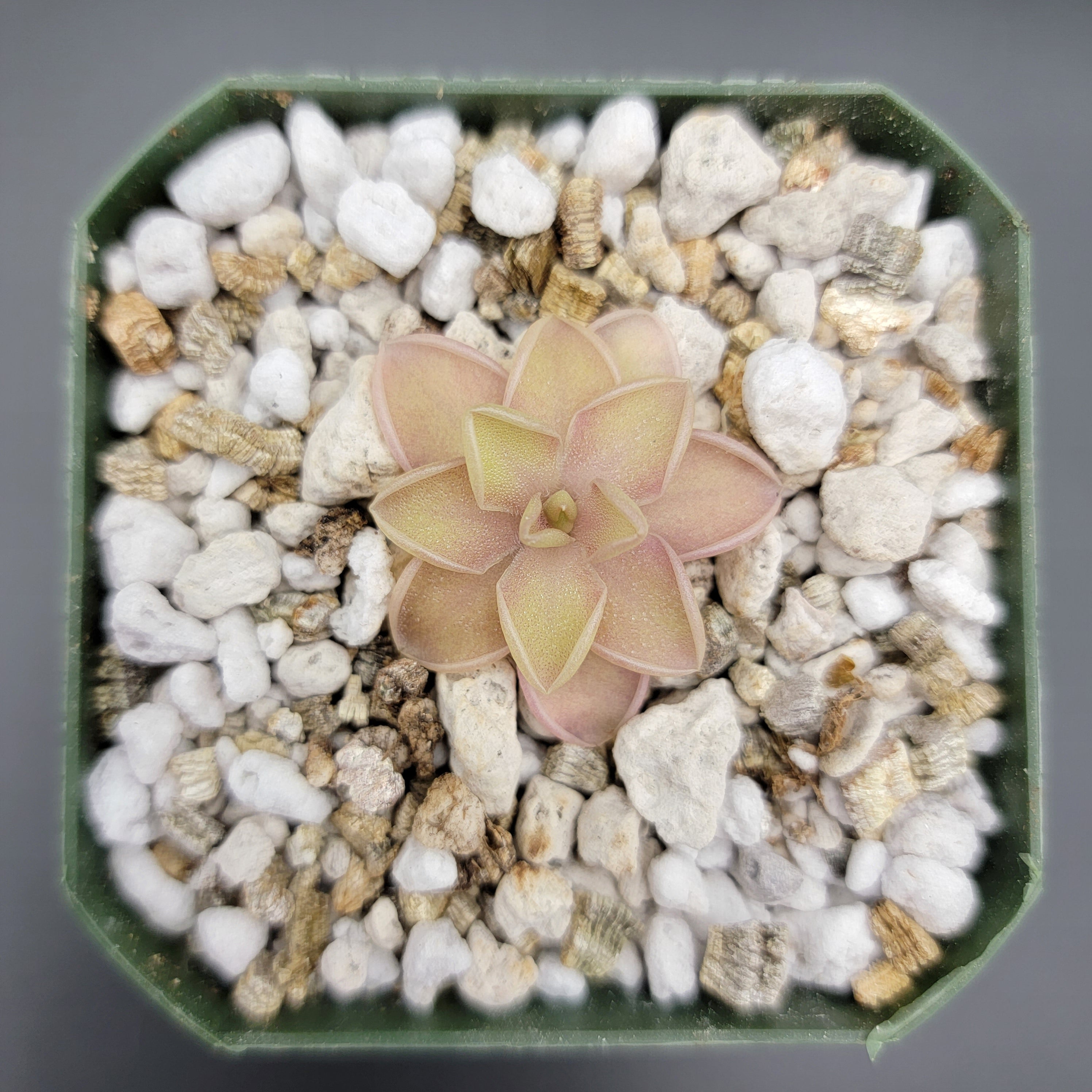 Pinguicula emarginata x jaumavensis -Butterworts -Rainbow Carnivorous Plants LLC