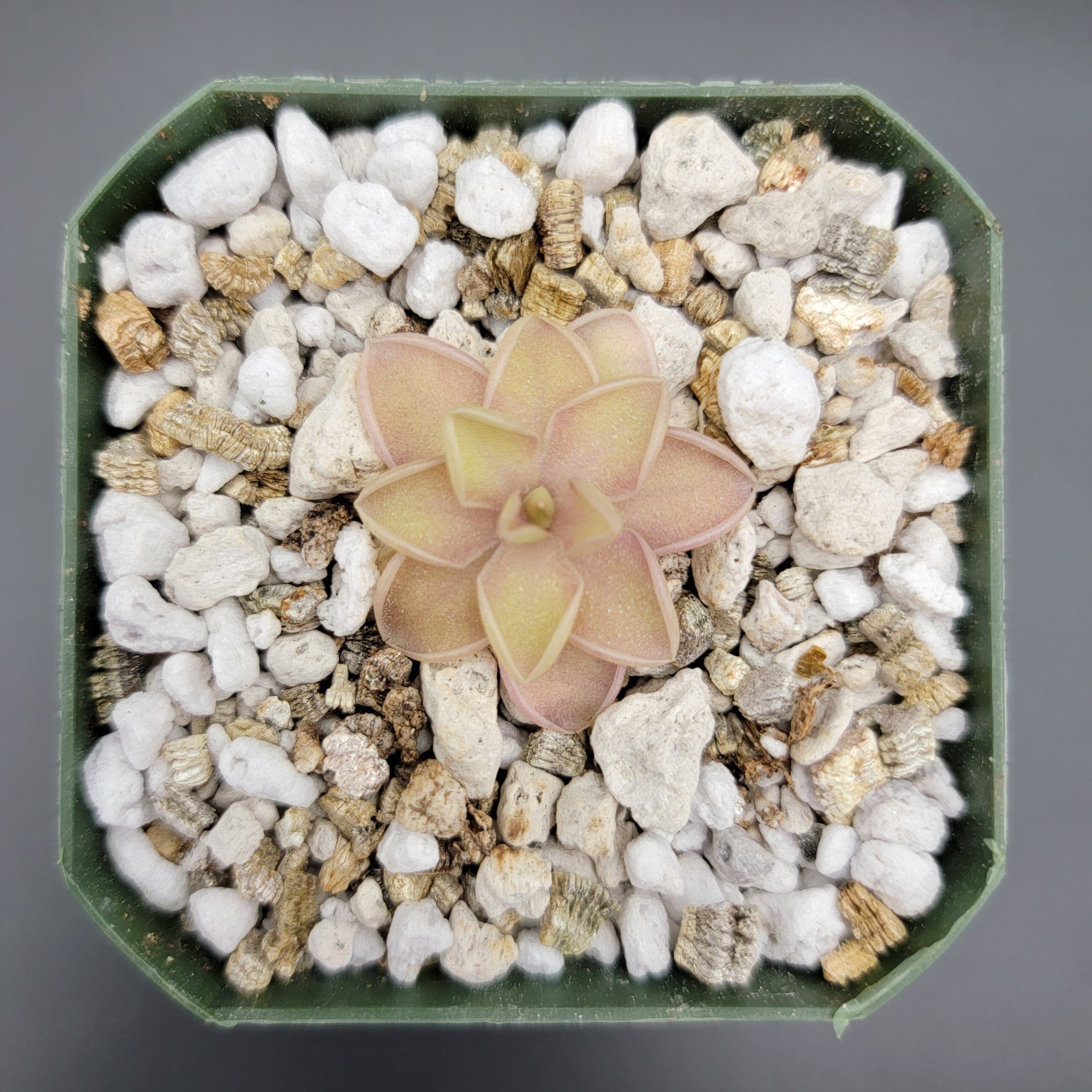 Pinguicula emarginata x jaumavensis -Butterworts -Rainbow Carnivorous Plants LLC