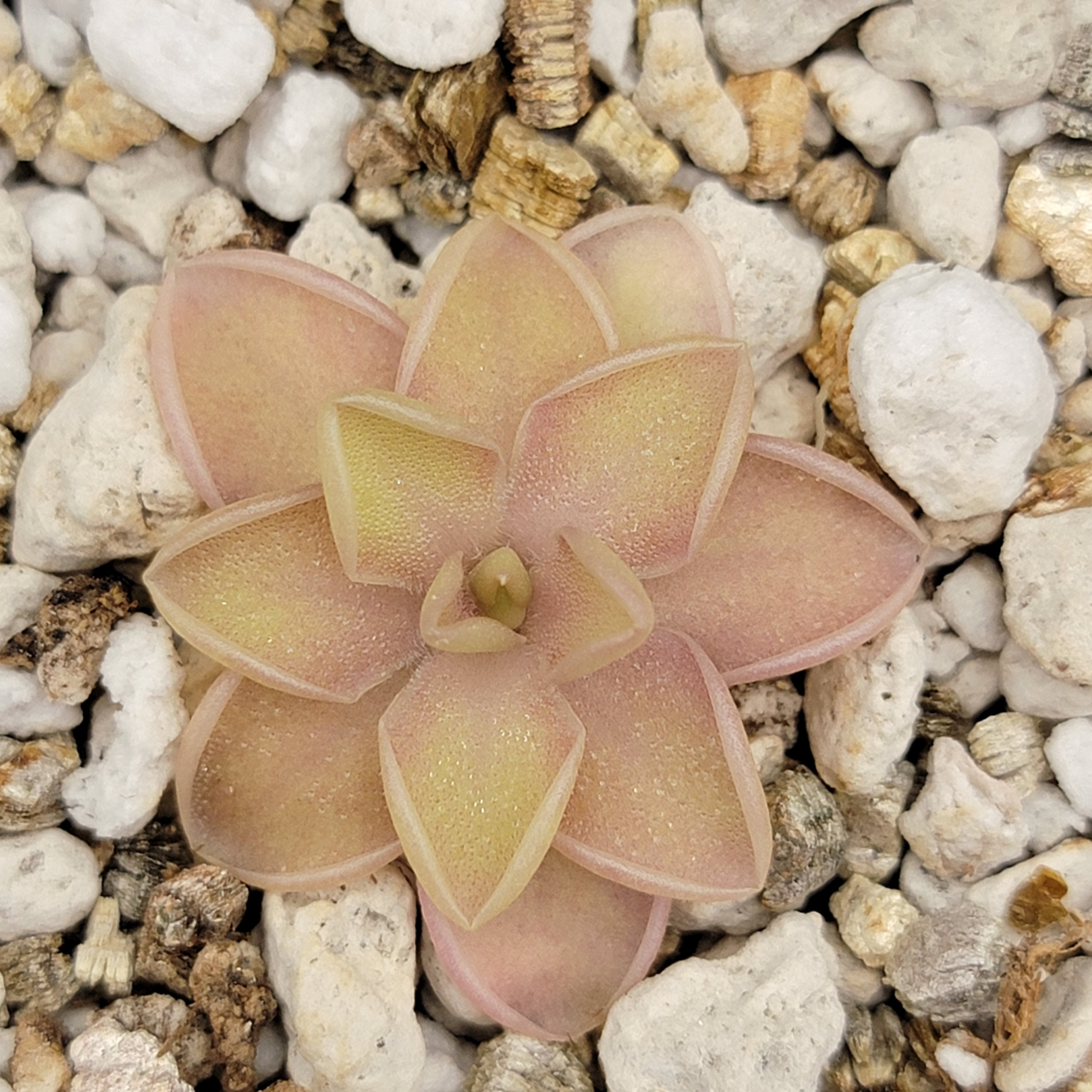 Pinguicula emarginata x jaumavensis -Butterworts -Rainbow Carnivorous Plants LLC
