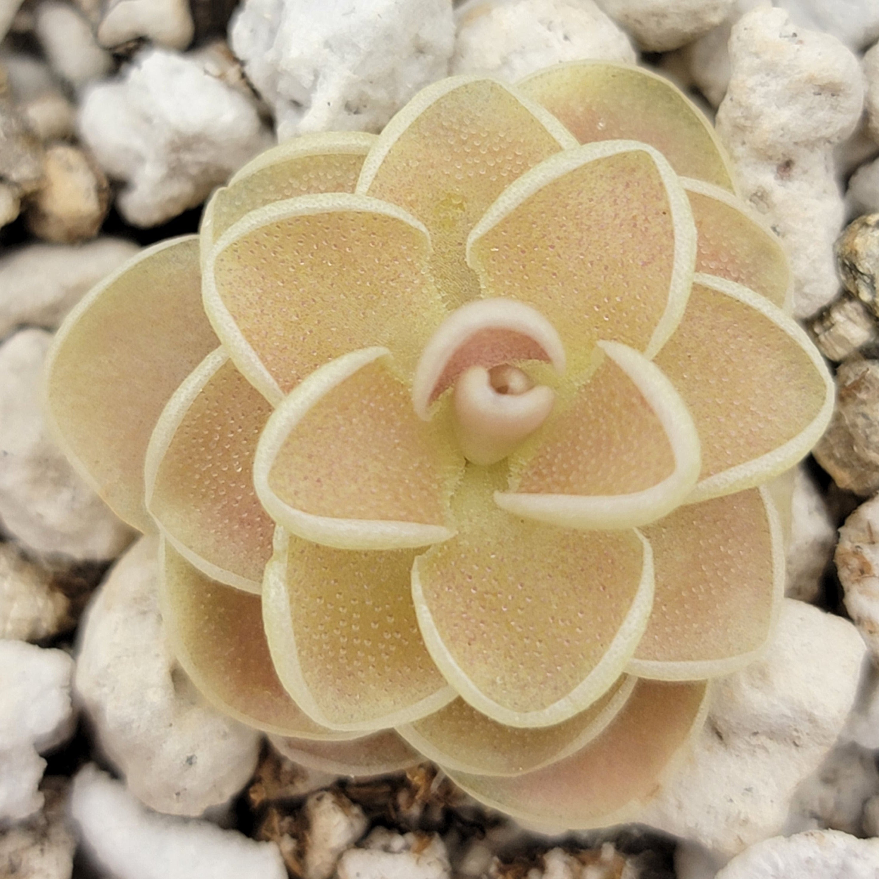 Pinguicula esseriana {Agua de León} -Butterworts -Rainbow Carnivorous Plants LLC