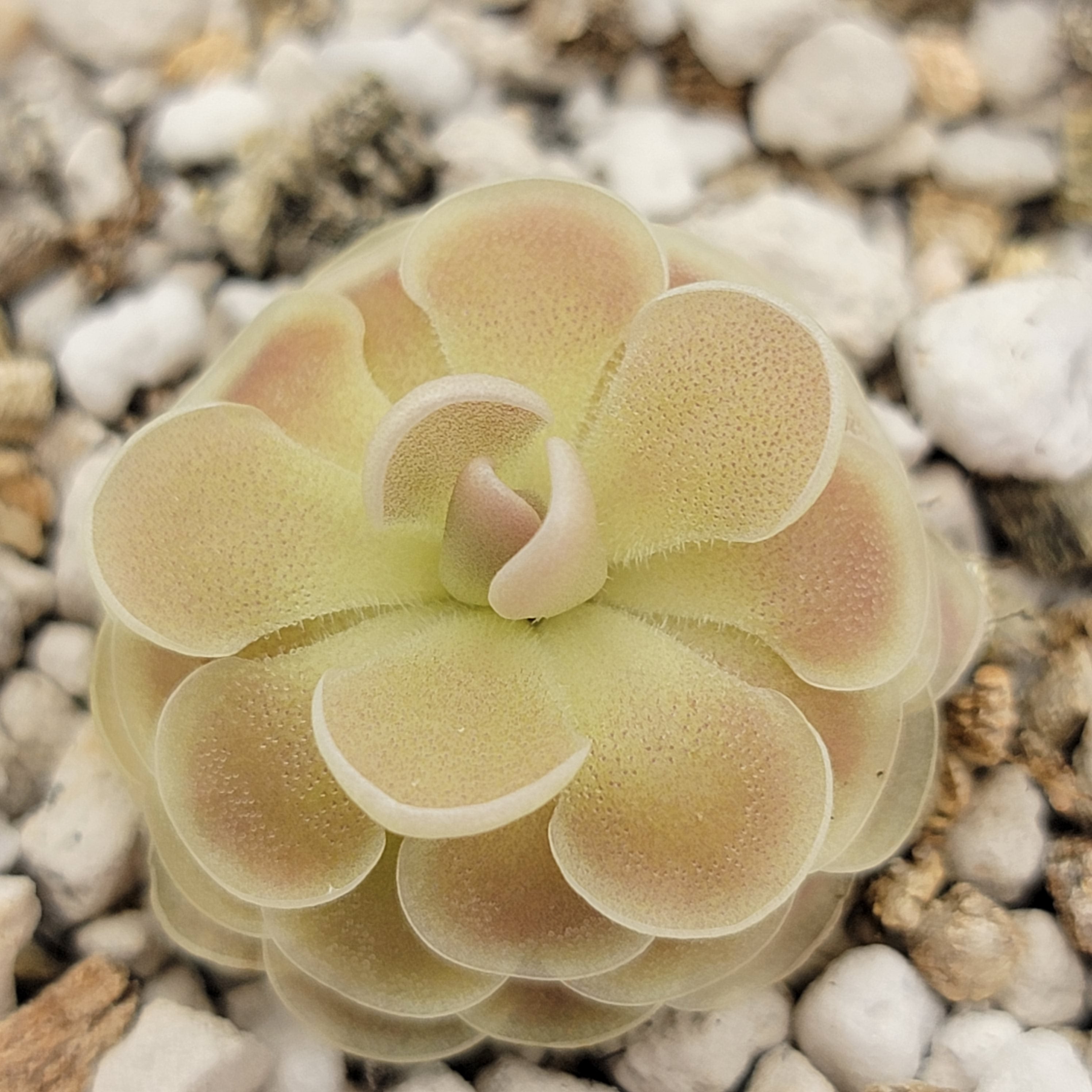 Pinguicula esseriana {Buena Vista} -Butterworts -Rainbow Carnivorous Plants LLC