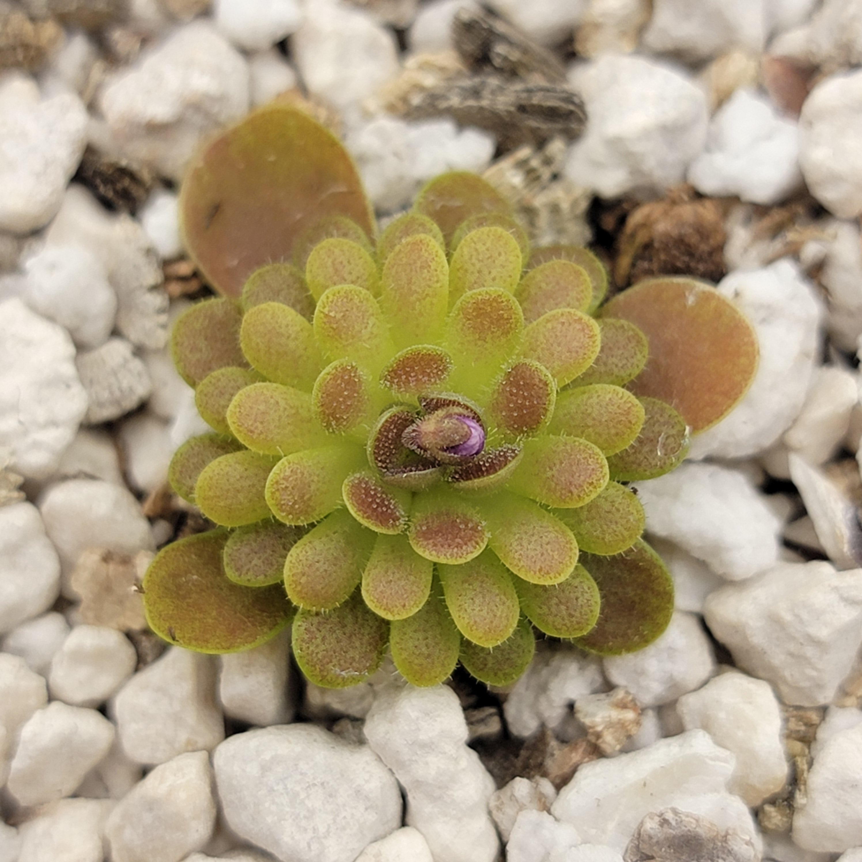 Pinguicula esseriana {El Cielo Mountains, Tamaulipas, México} -Butterworts -Rainbow Carnivorous Plants LLC