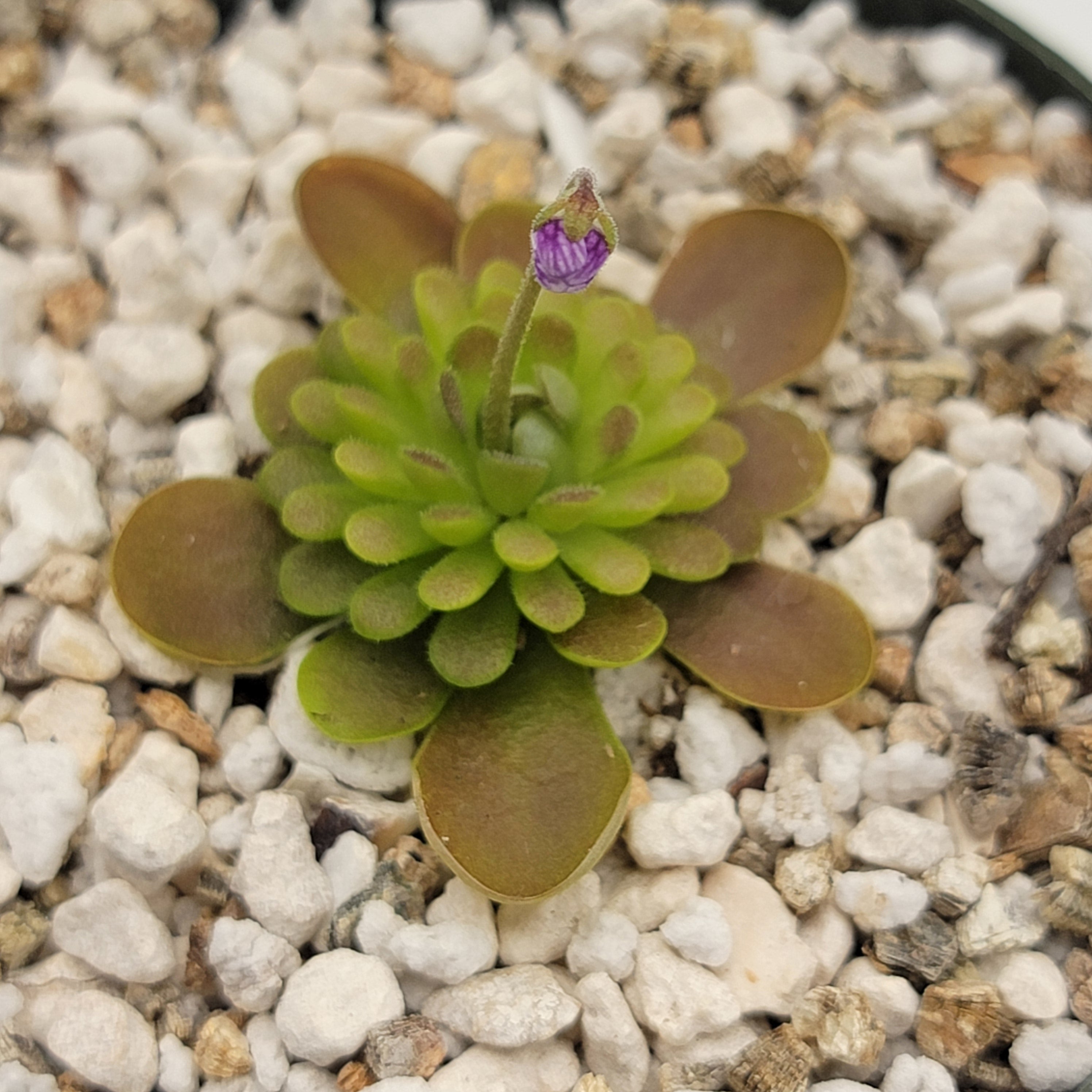 Pinguicula esseriana {El Cielo Mountains, Tamaulipas, México} -Butterworts -Rainbow Carnivorous Plants LLC