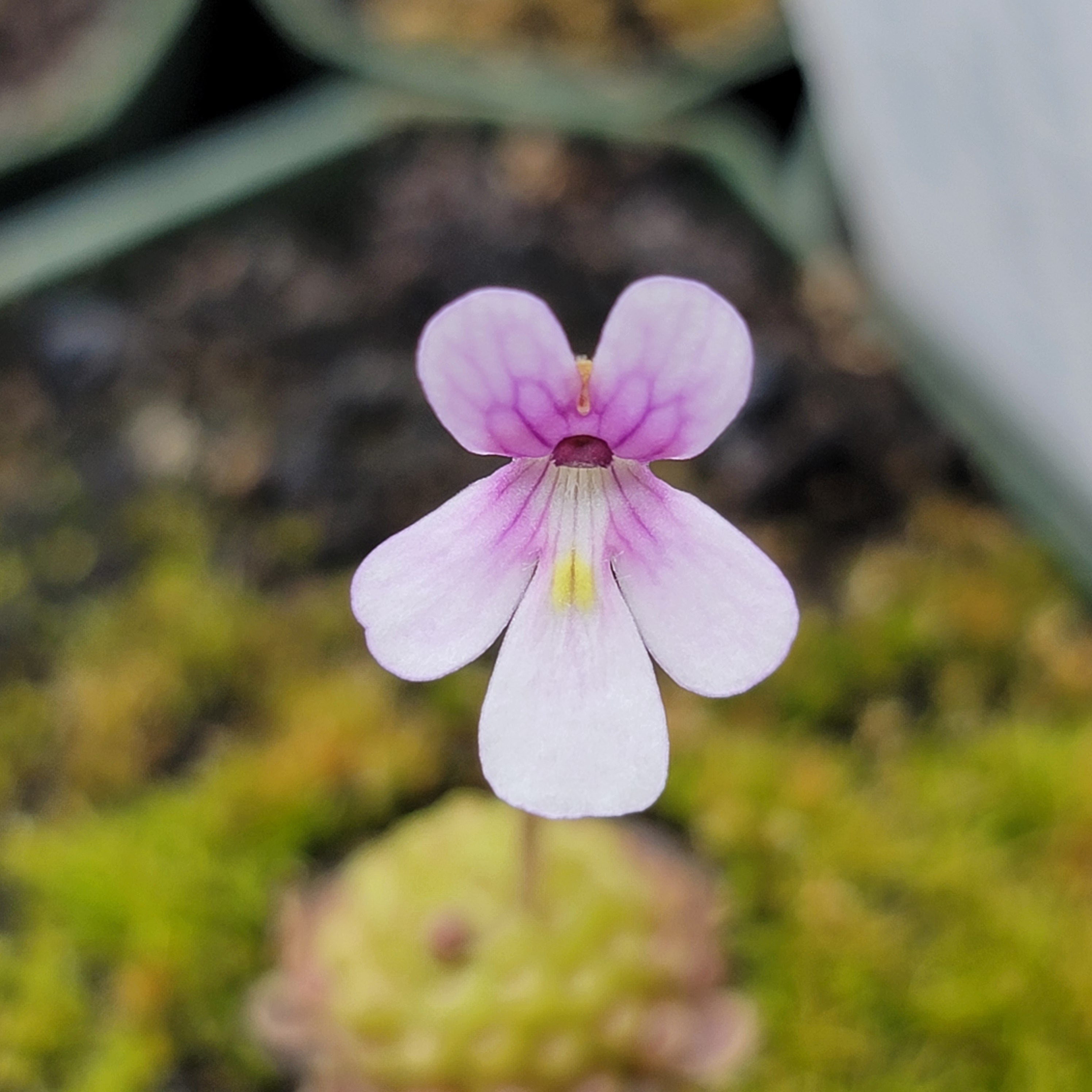 Pinguicula esseriana {El Cielo Mountains, Tamaulipas, México} -Butterworts -Rainbow Carnivorous Plants LLC