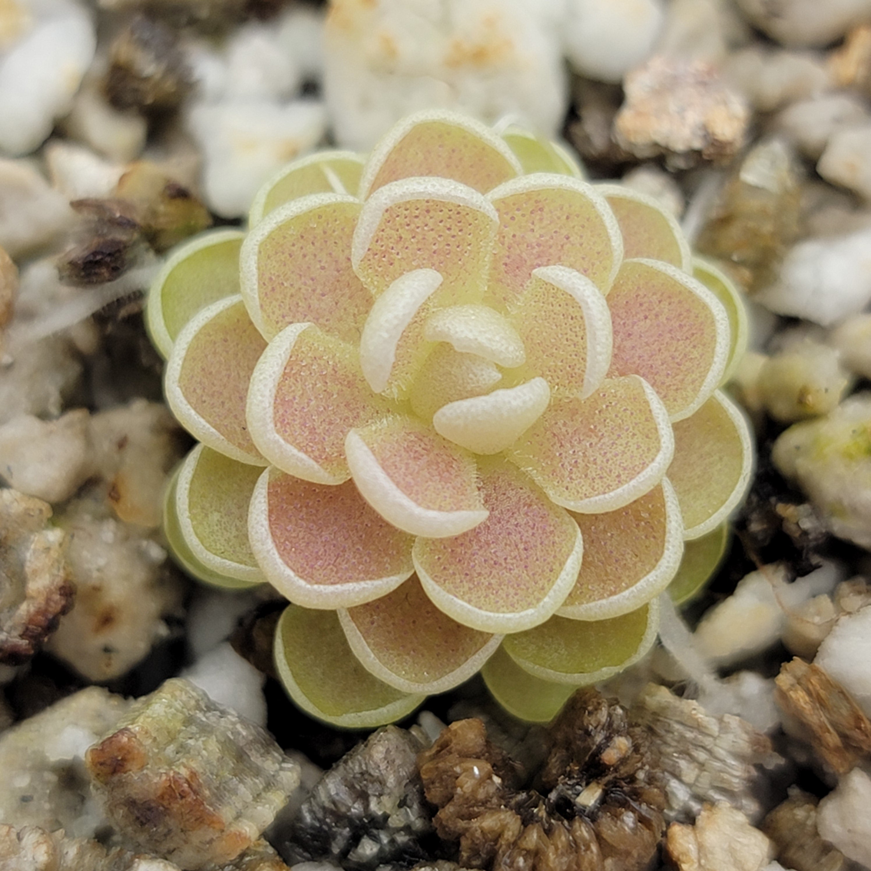 Pinguicula esseriana -Butterworts -Rainbow Carnivorous Plants LLC