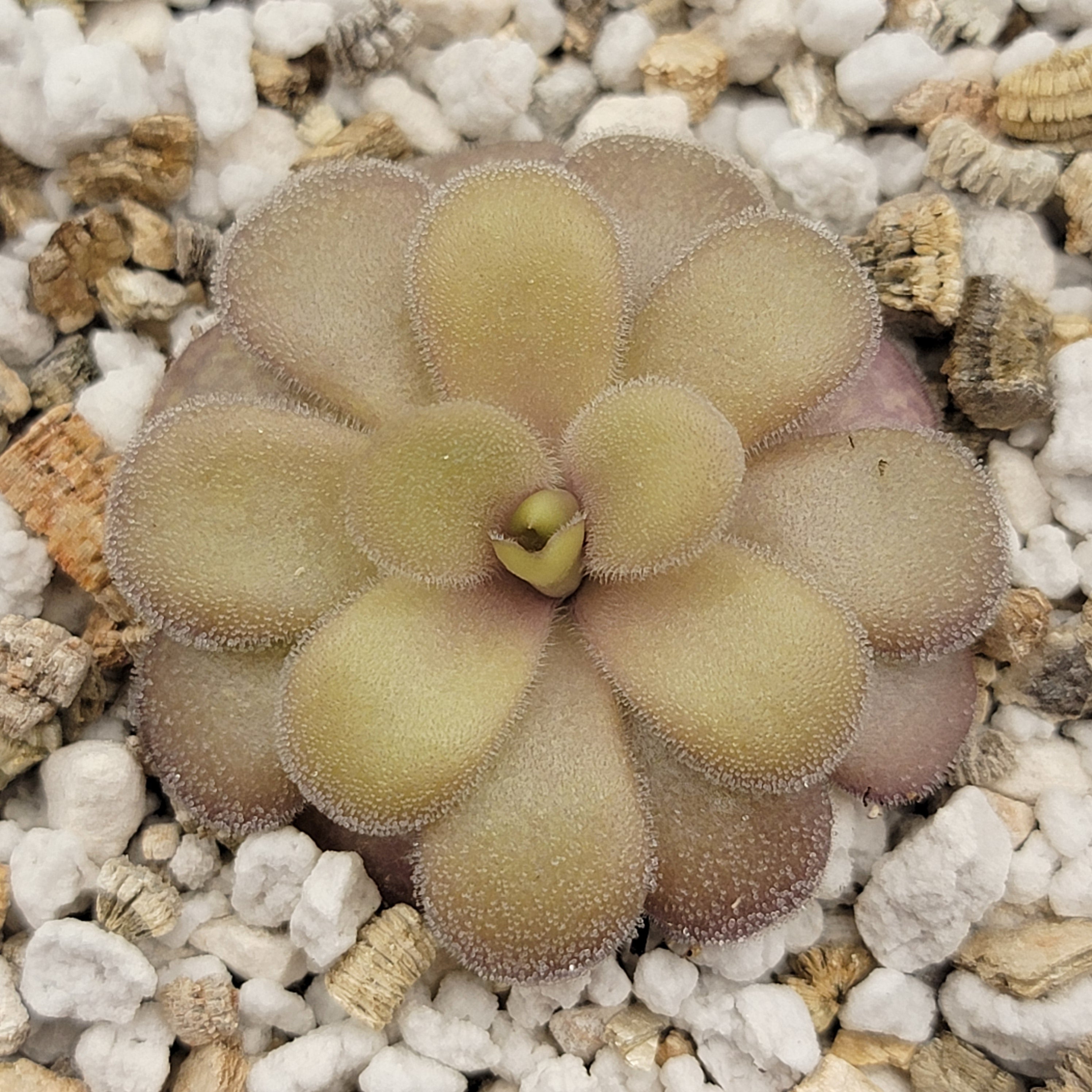 Pinguicula gigantea red x cyclosecta -Butterworts -Rainbow Carnivorous Plants LLC