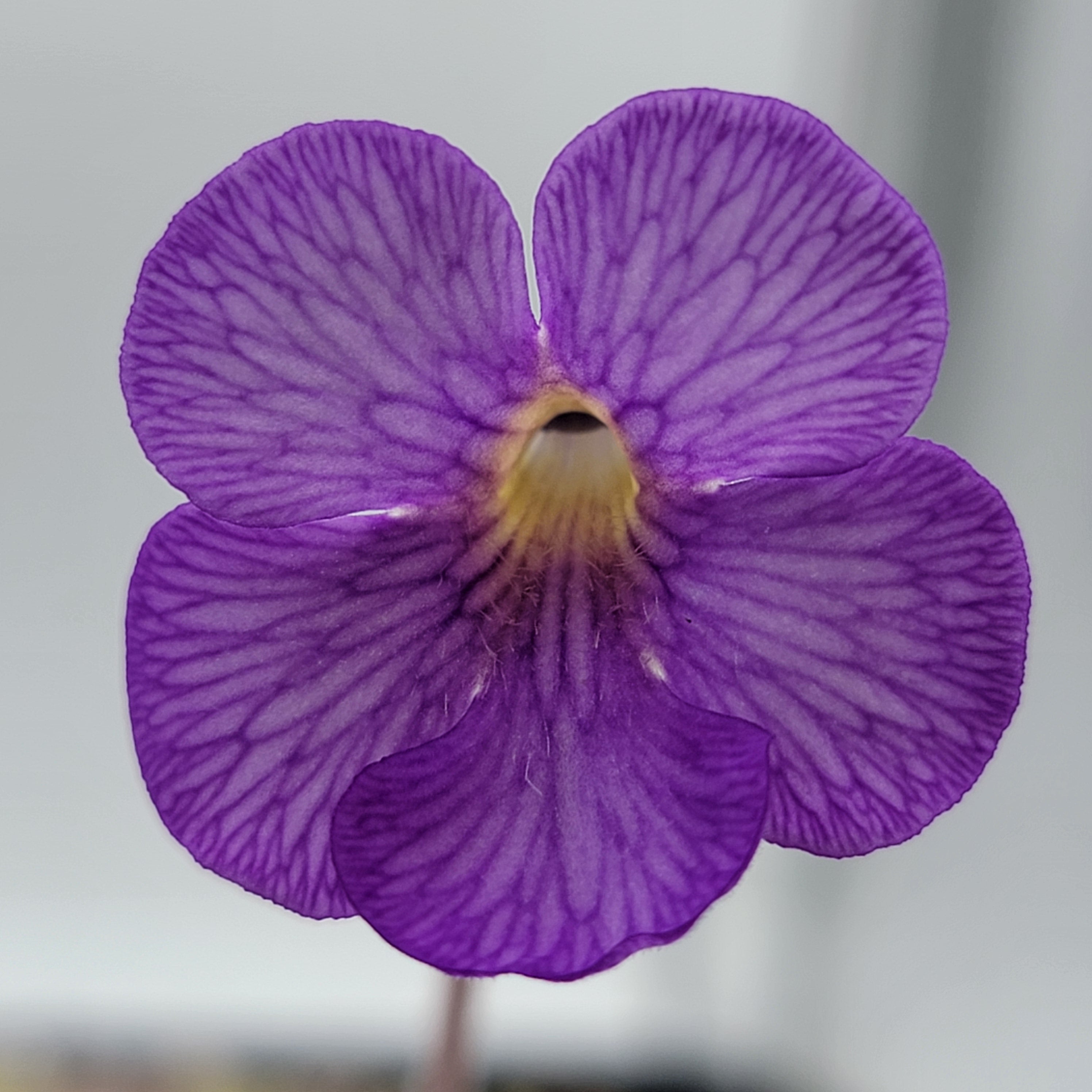 Pinguicula gigantea red x cyclosecta -Butterworts -Rainbow Carnivorous Plants LLC