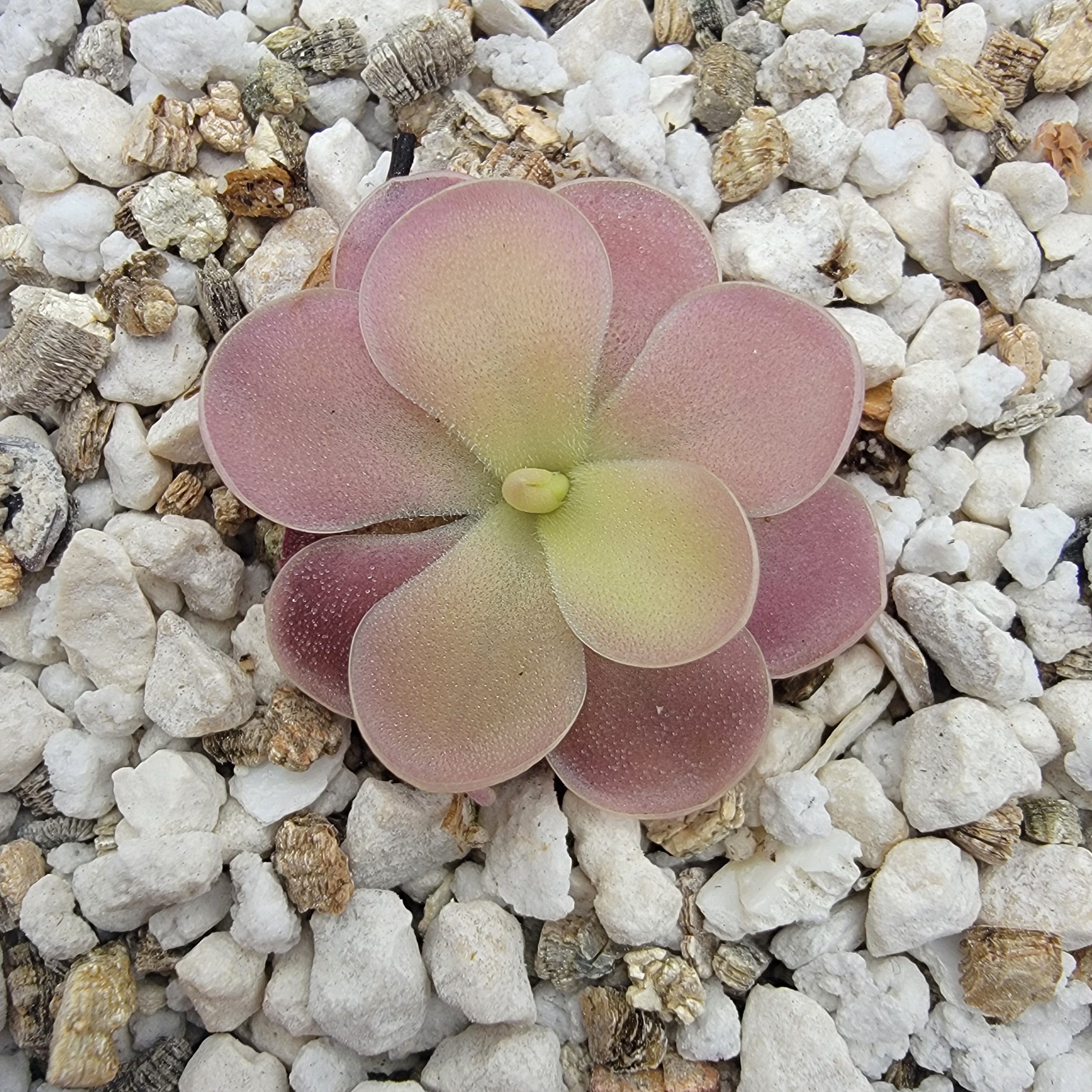 Pinguicula gigantea red x jaumavensis -Butterworts -Rainbow Carnivorous Plants LLC