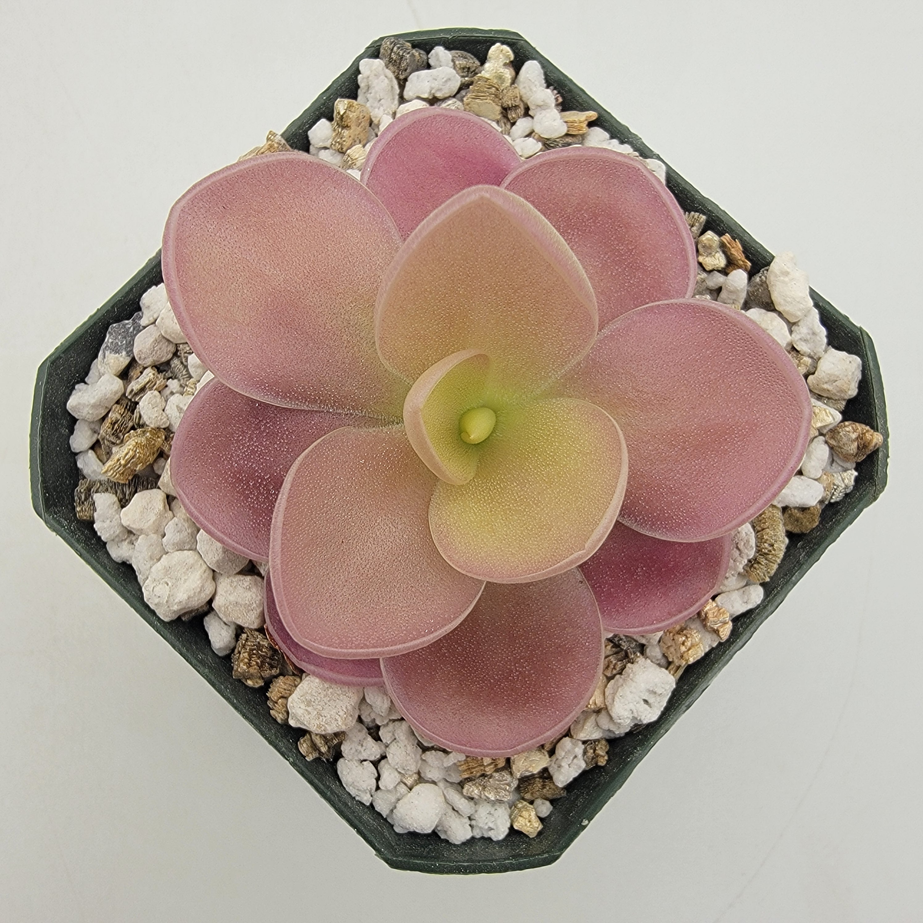 Pinguicula gigantea red x jaumavensis -Butterworts -Rainbow Carnivorous Plants LLC