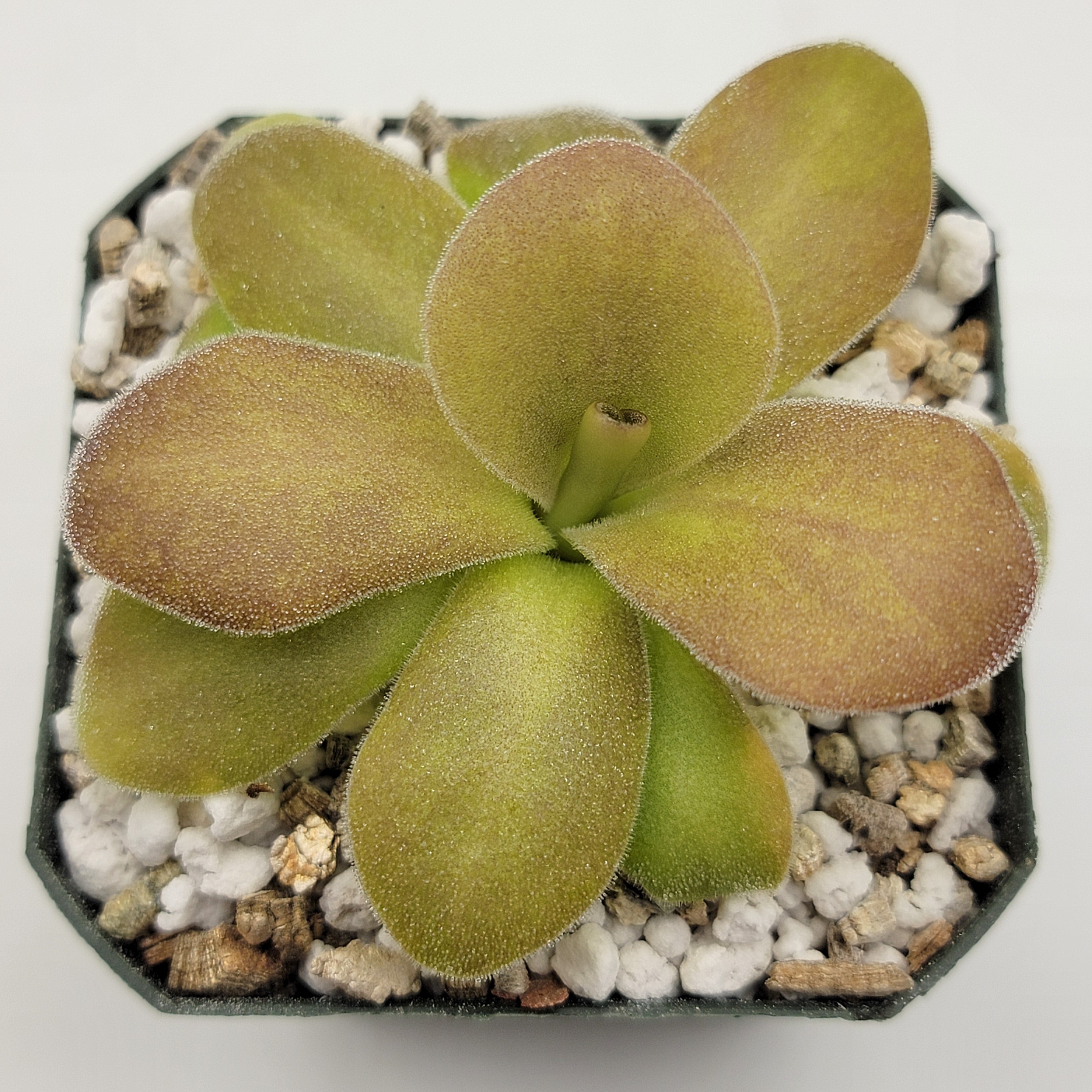 Pinguicula gigantea red x martinezii -Butterworts -Rainbow Carnivorous Plants LLC