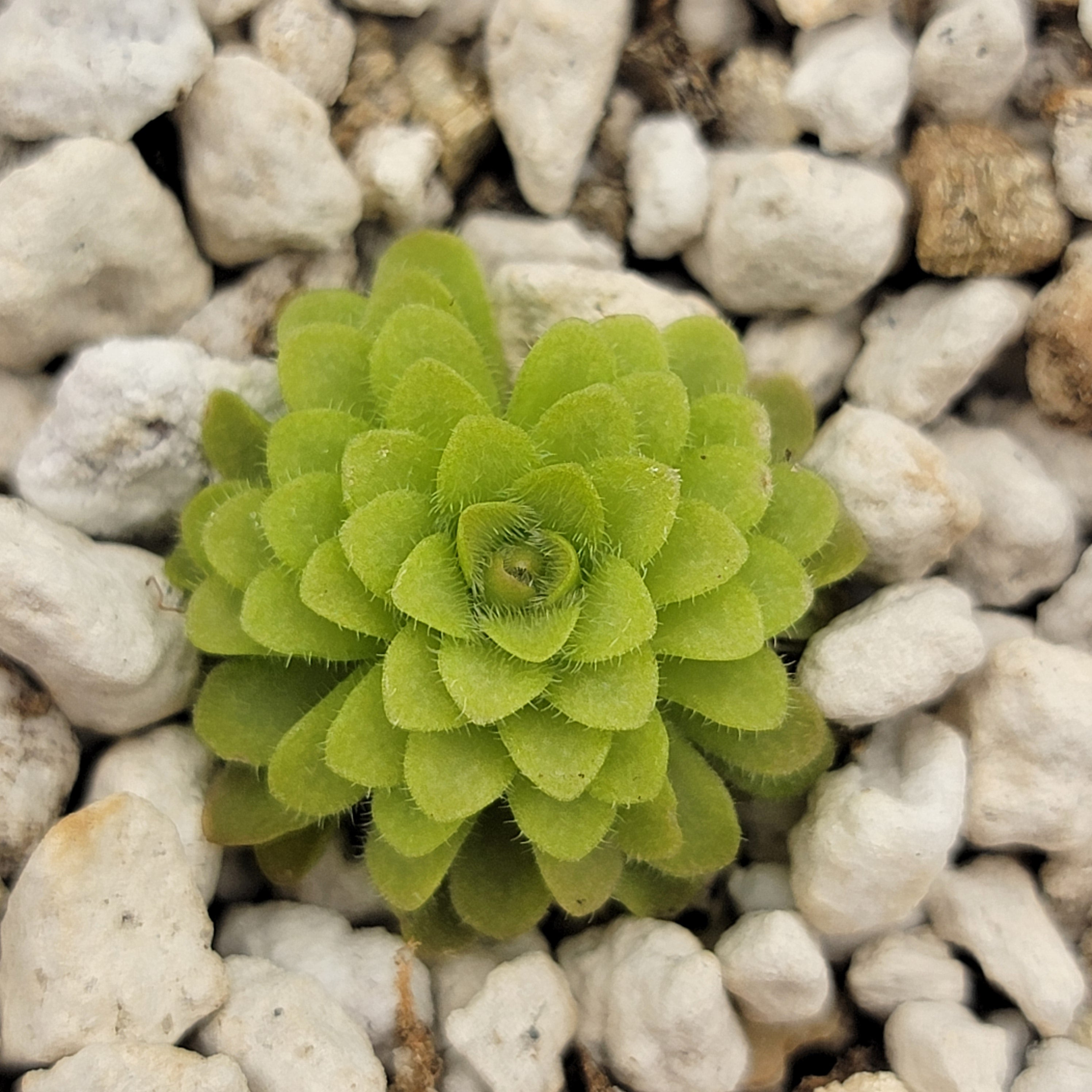 Pinguicula gracilis x laueana -Butterworts -Rainbow Carnivorous Plants LLC