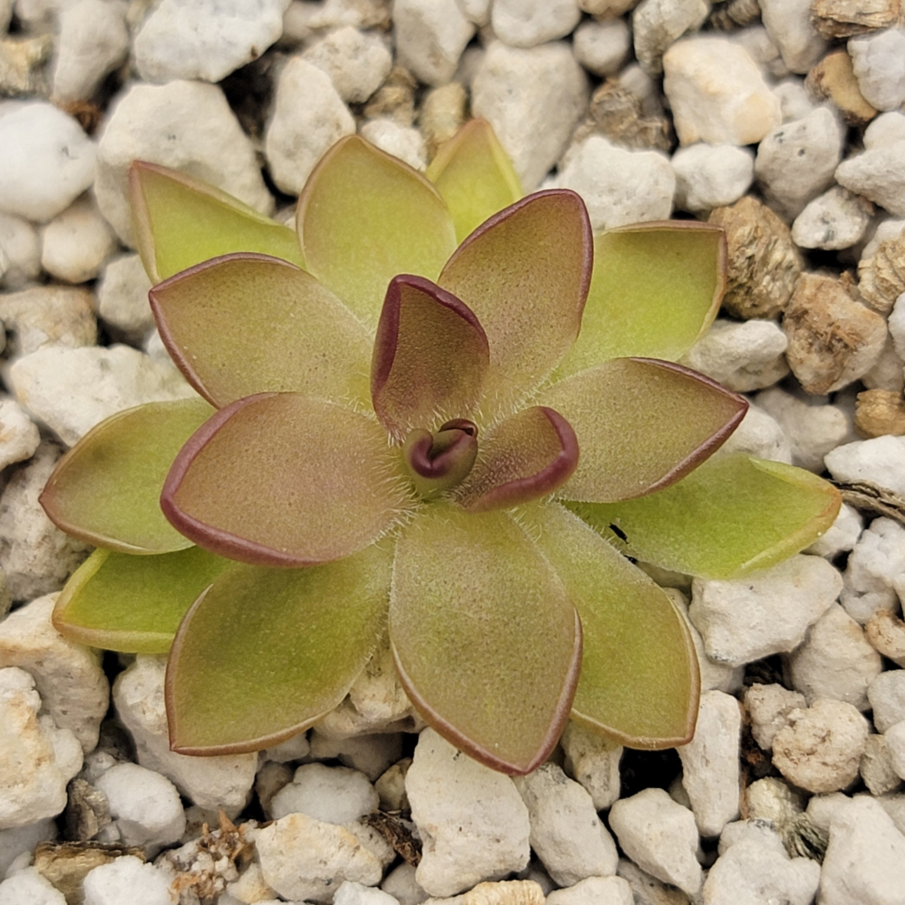 Pinguicula gracilis x laueana -Butterworts -Rainbow Carnivorous Plants LLC