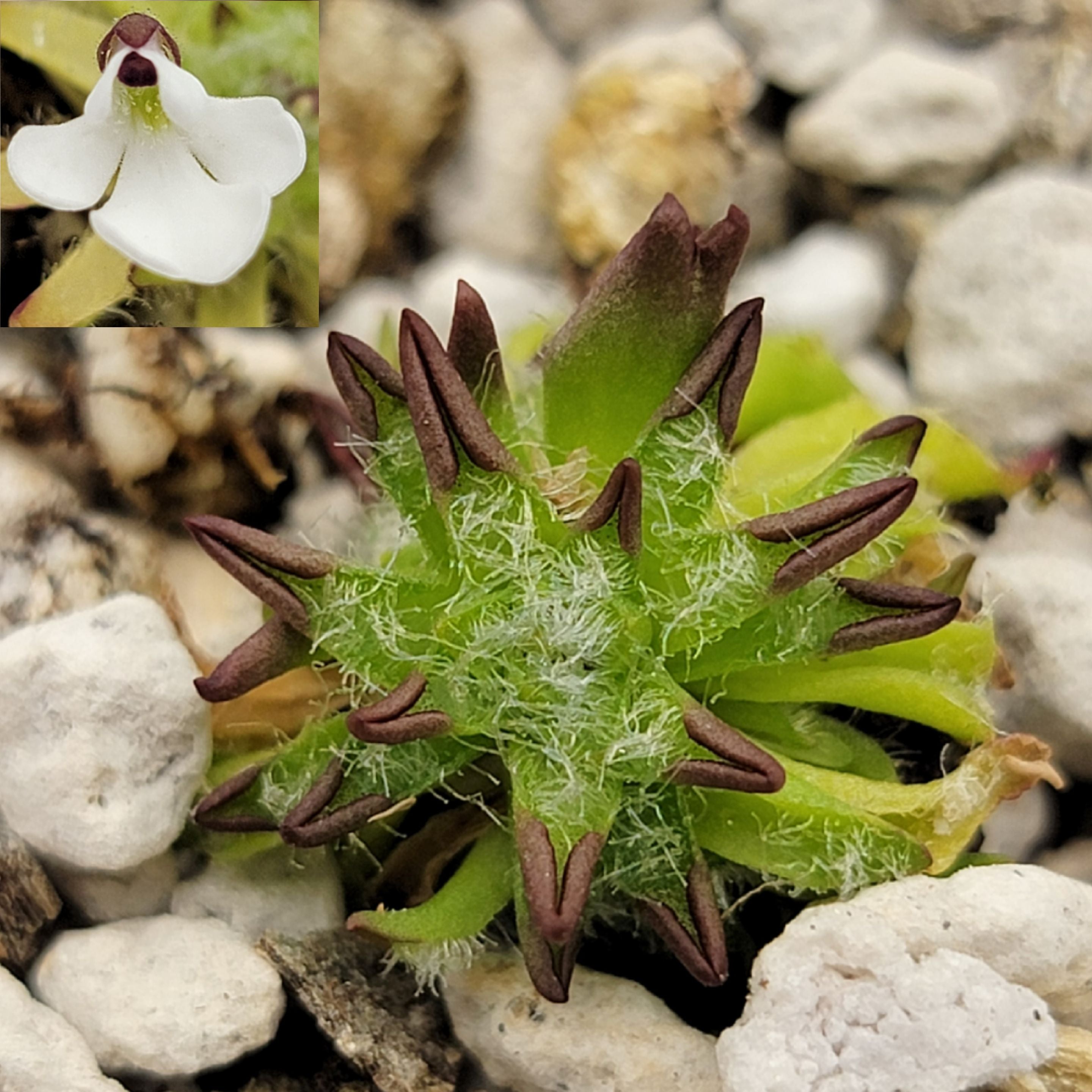 Pinguicula immaculata -Butterworts -Rainbow Carnivorous Plants LLC