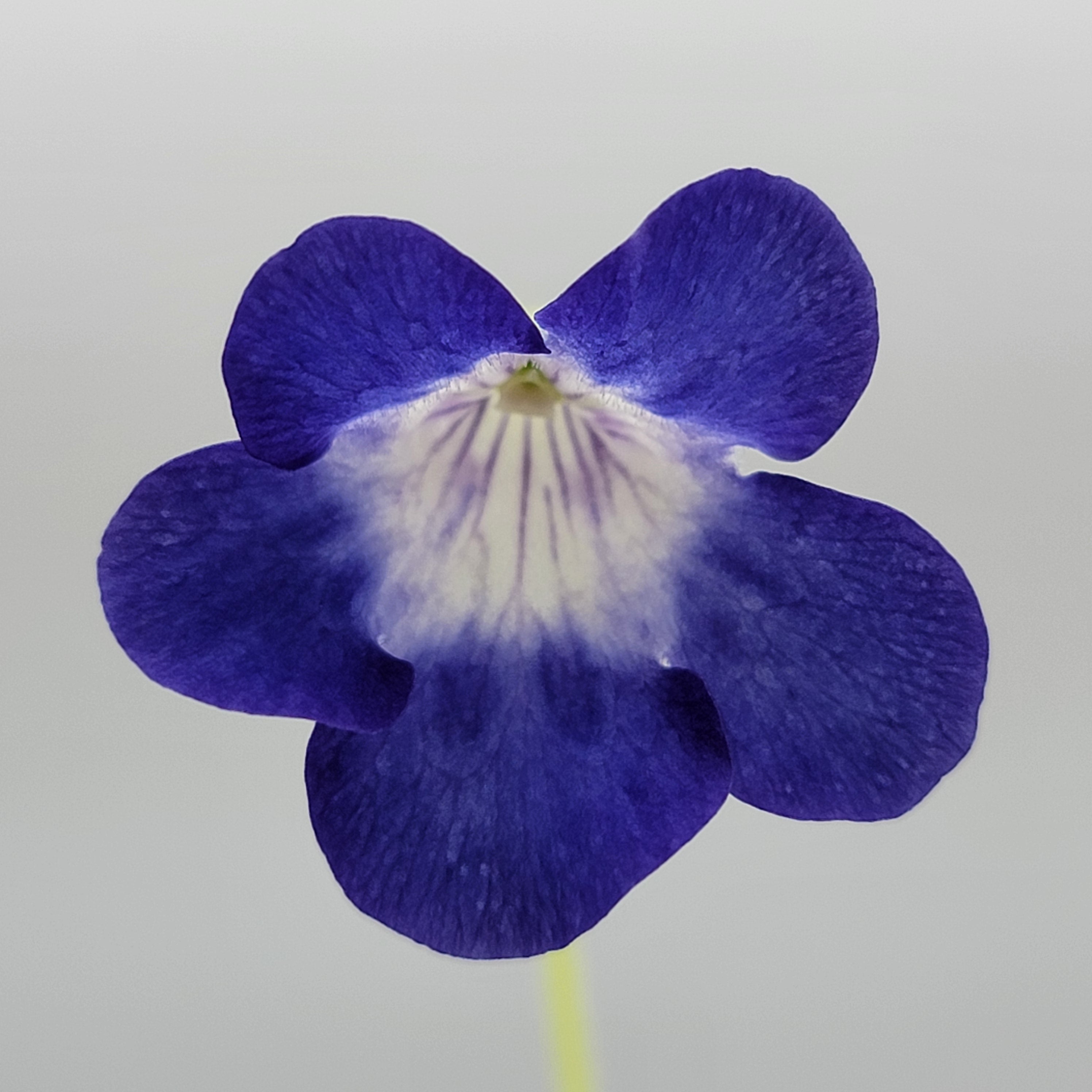 Pinguicula jackii -Butterworts -Rainbow Carnivorous Plants LLC
