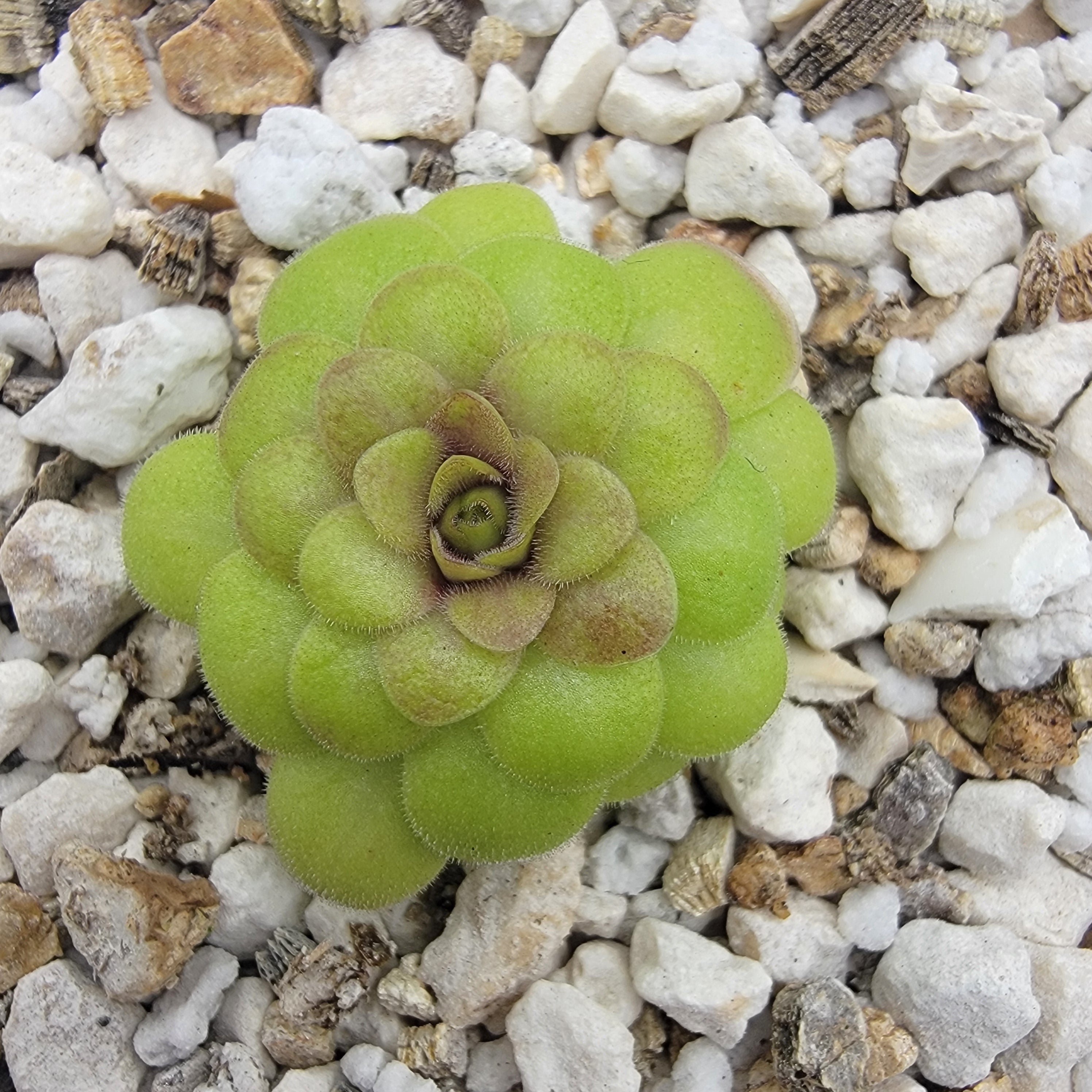 Pinguicula laueana "Crimson Flower" -Butterworts -Rainbow Carnivorous Plants LLC
