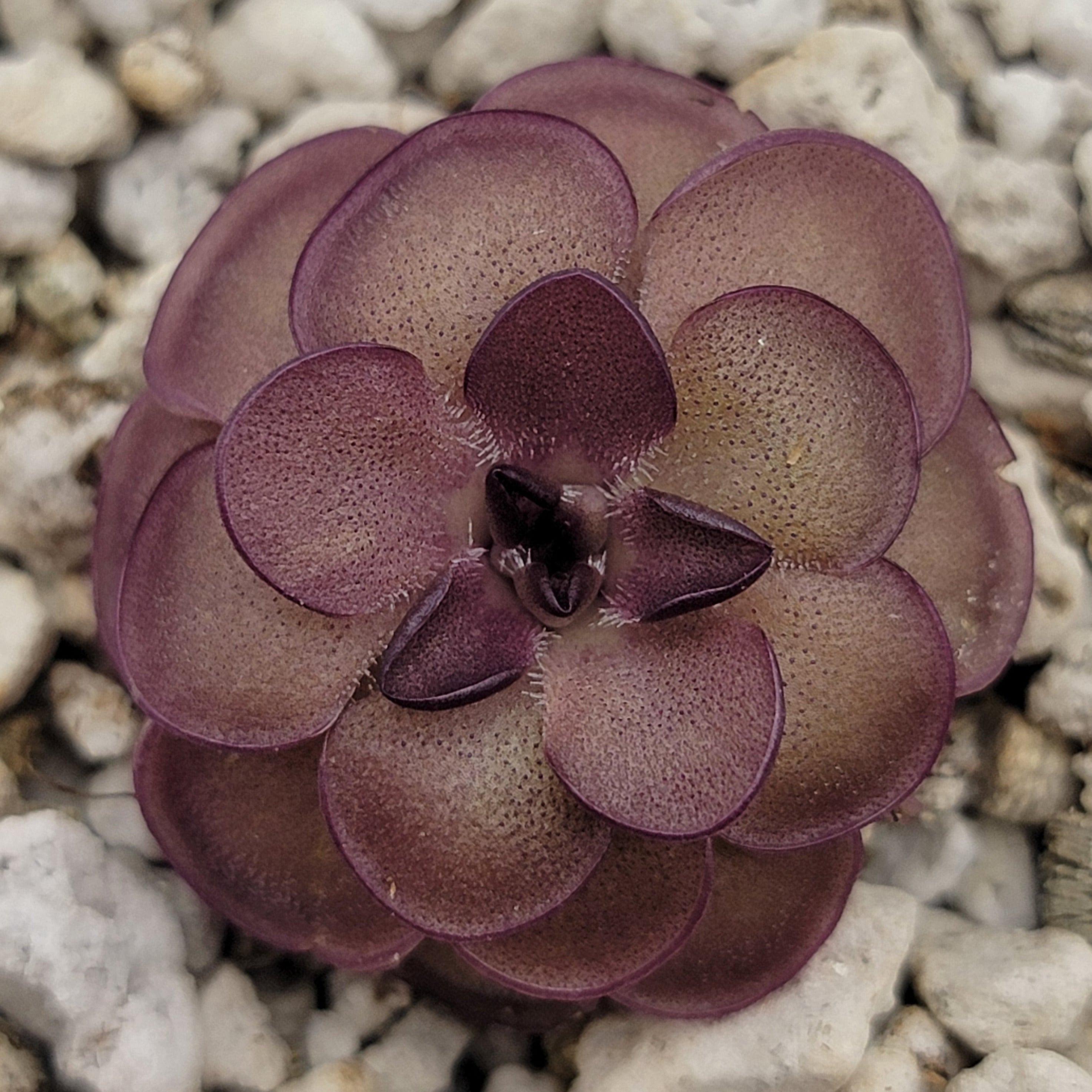 Pinguicula laueana "Tangerine" x cyclosecta -Butterworts -Rainbow Carnivorous Plants LLC