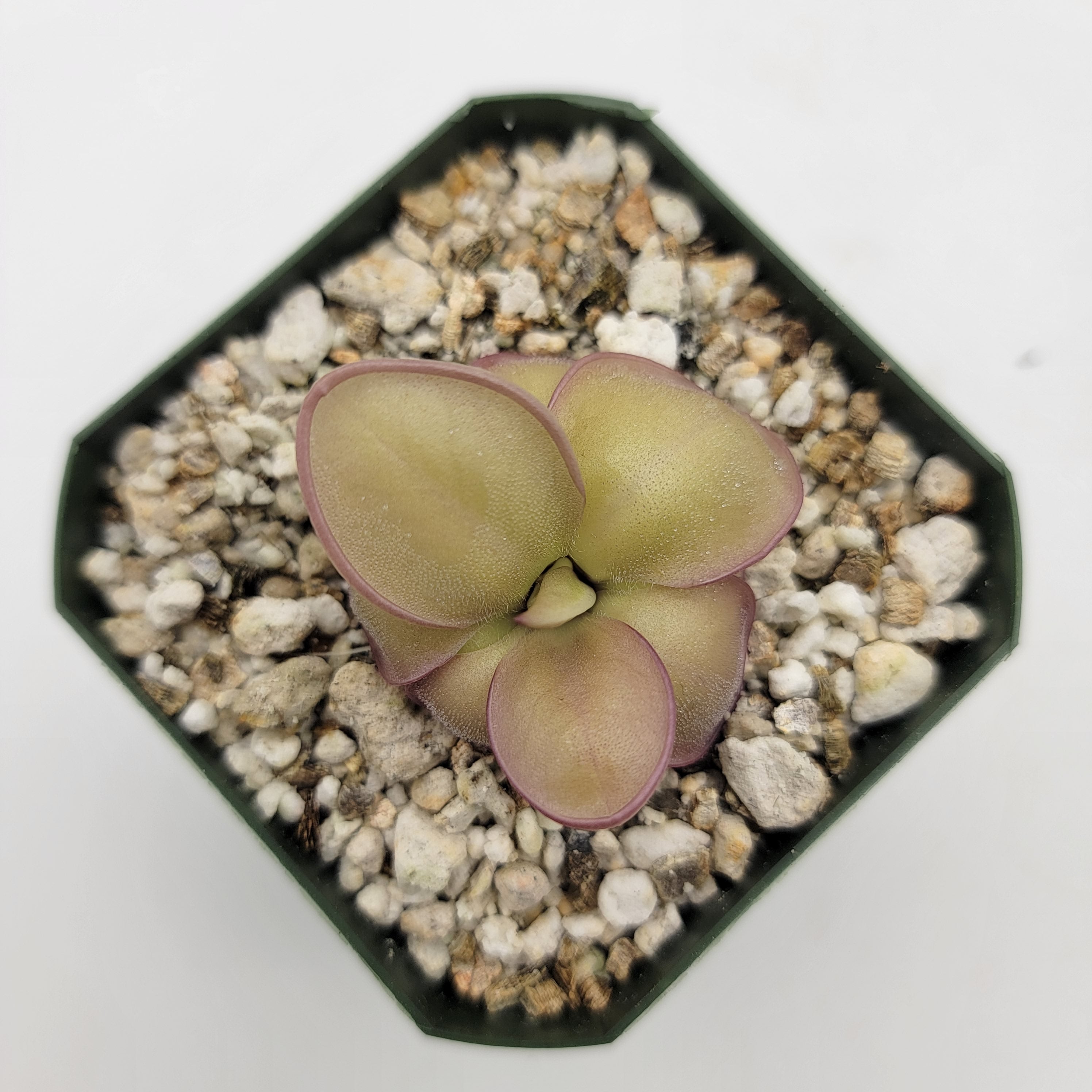 Pinguicula laueana x 'Huahuapan' -Butterworts -Rainbow Carnivorous Plants LLC