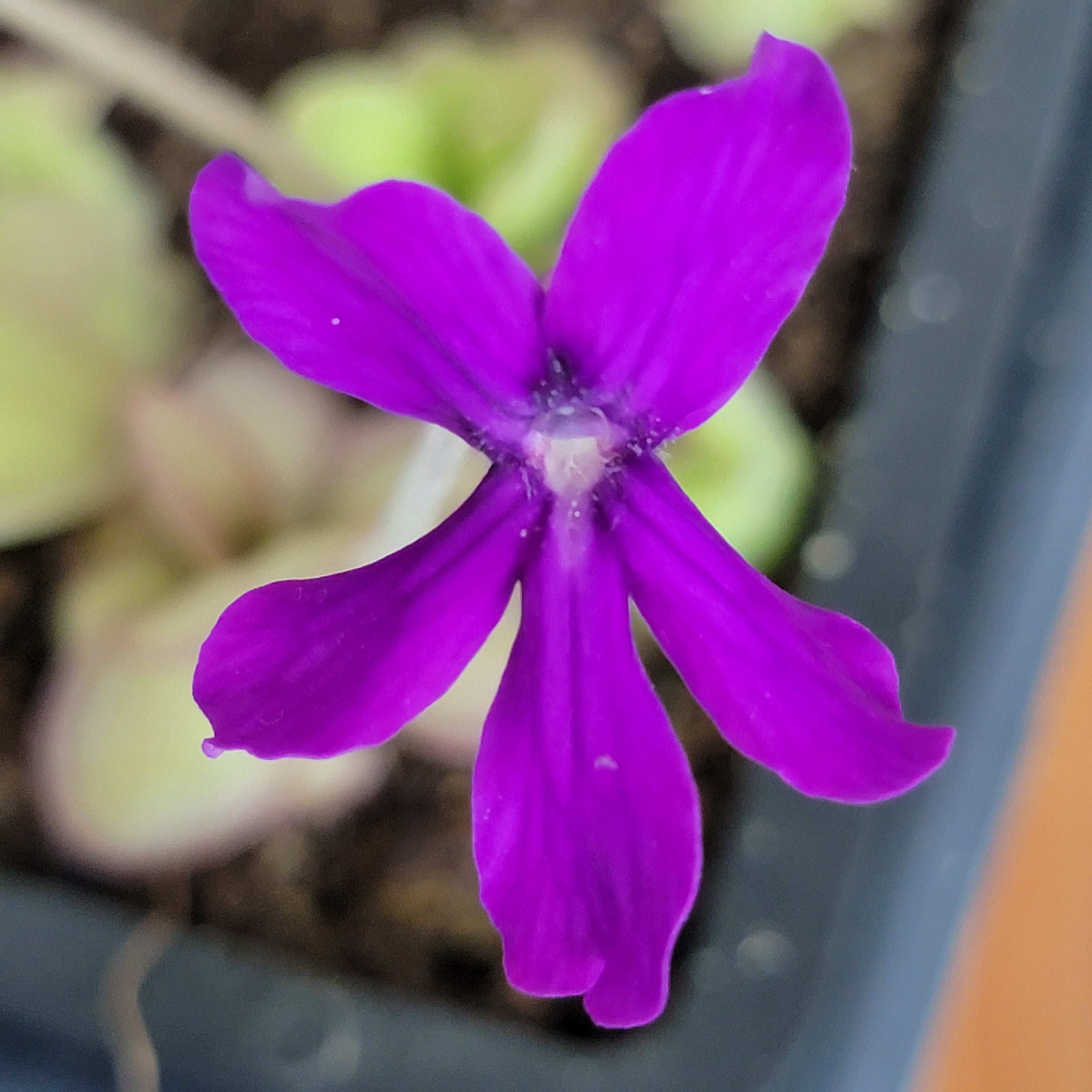 Pinguicula laueana x 'Huahuapan' -Butterworts -Rainbow Carnivorous Plants LLC