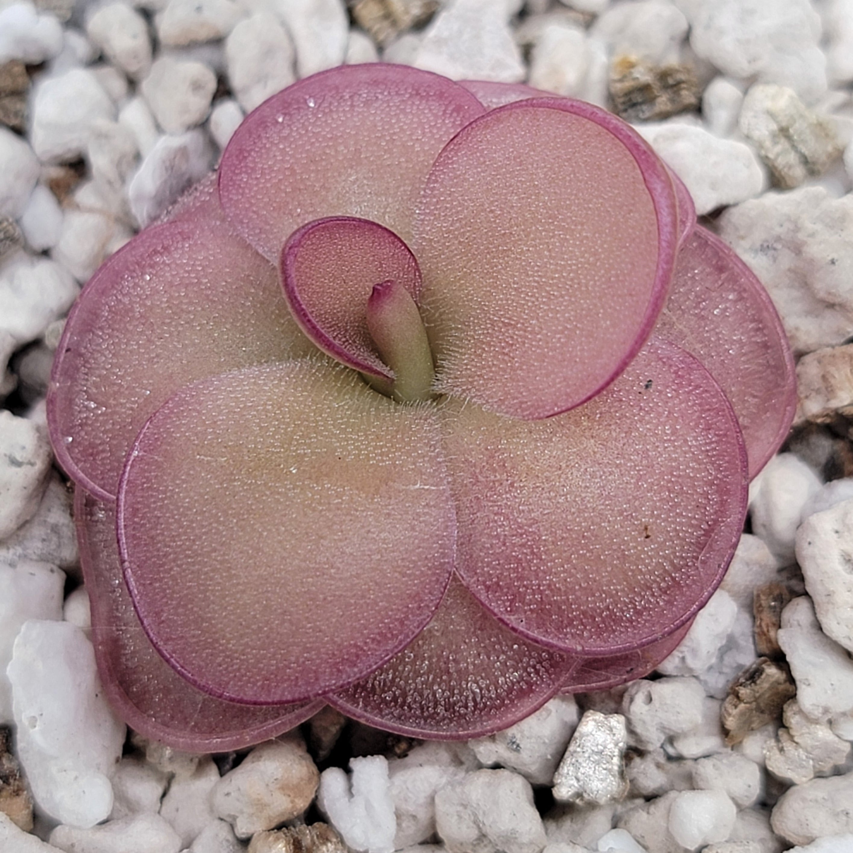 Pinguicula laueana x 'Huahuapan' (Red clone) -Butterworts -Rainbow Carnivorous Plants LLC