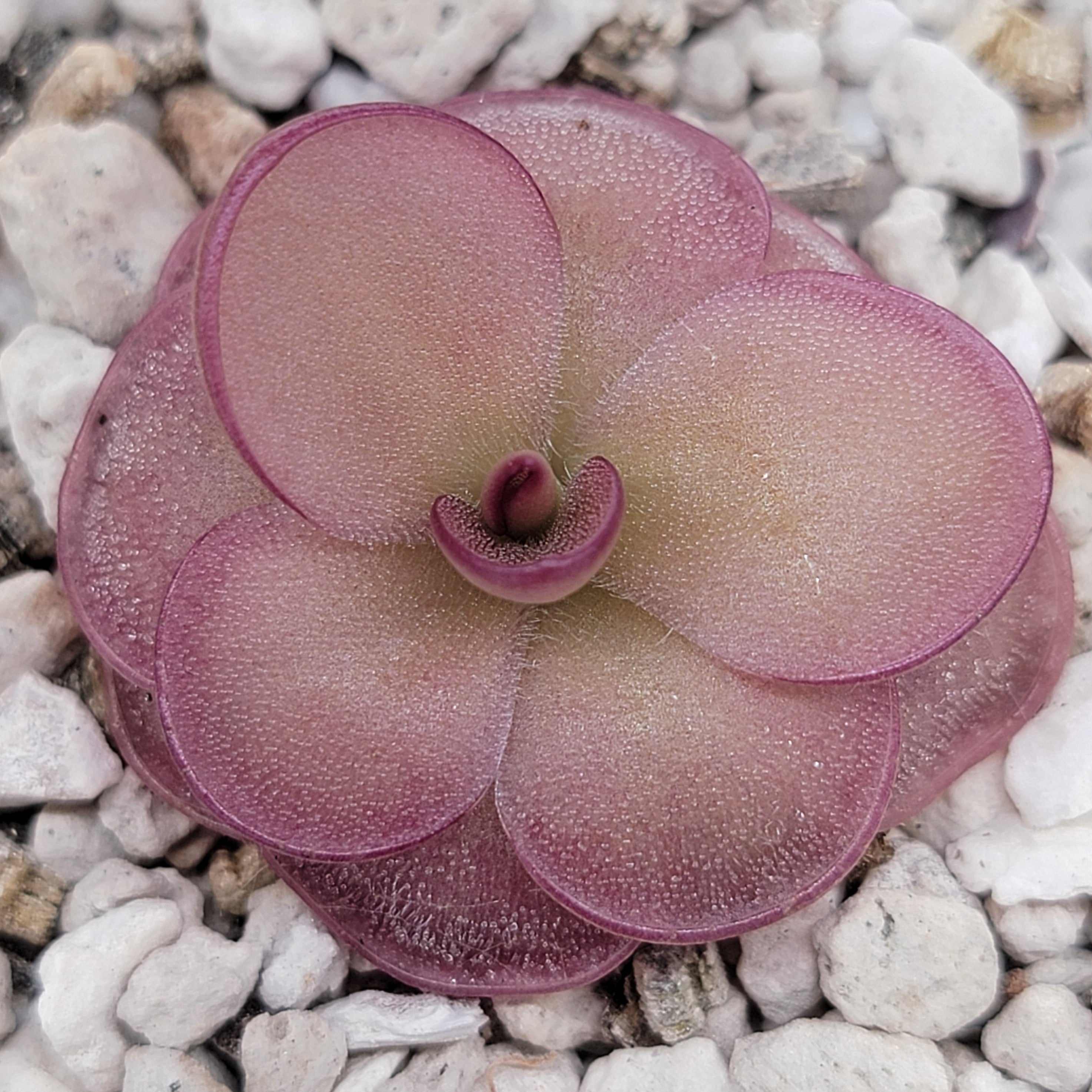 Pinguicula laueana x 'Huahuapan' (Red clone) -Butterworts -Rainbow Carnivorous Plants LLC