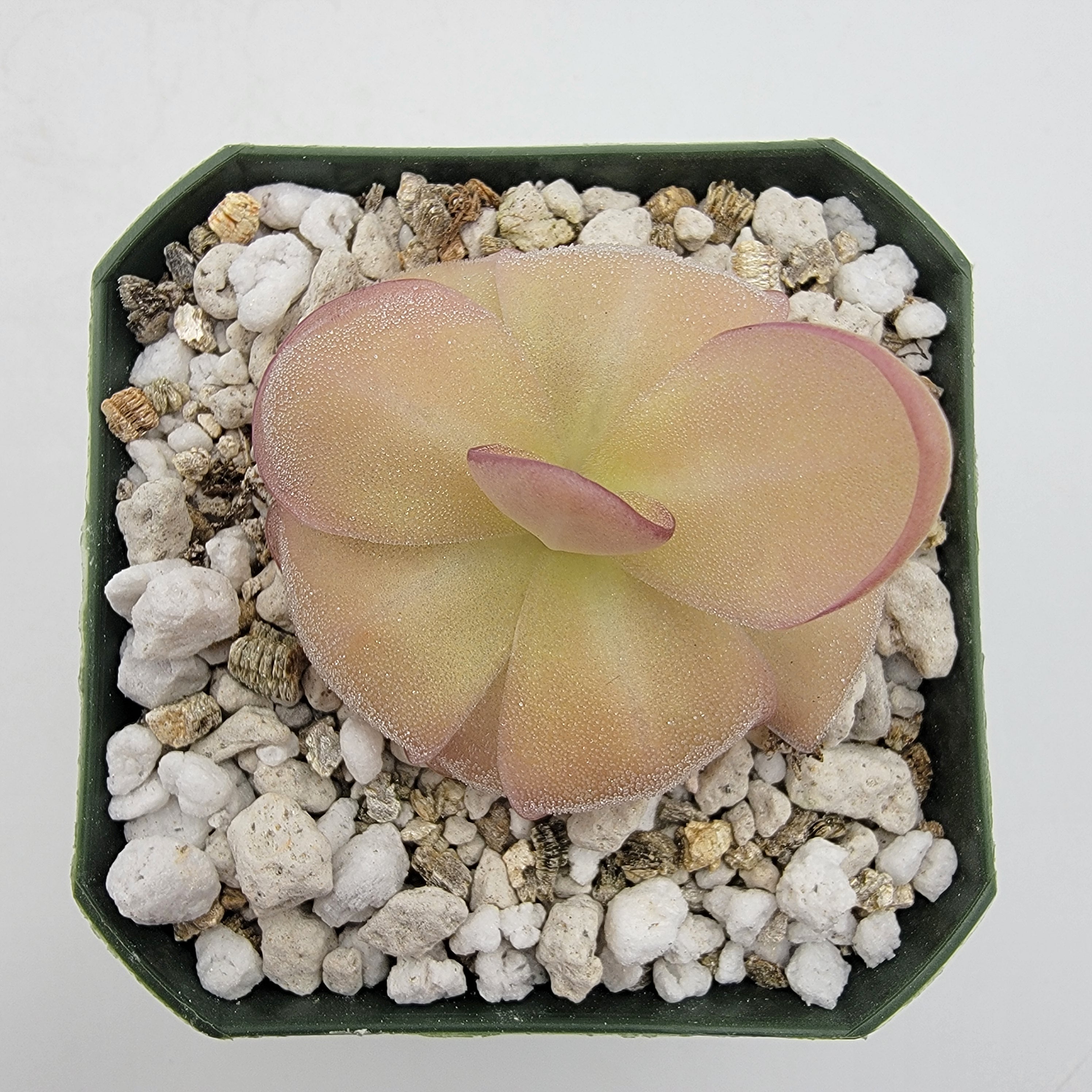 Pinguicula laueana x agnata 'El Lobo' -Butterworts -Rainbow Carnivorous Plants LLC