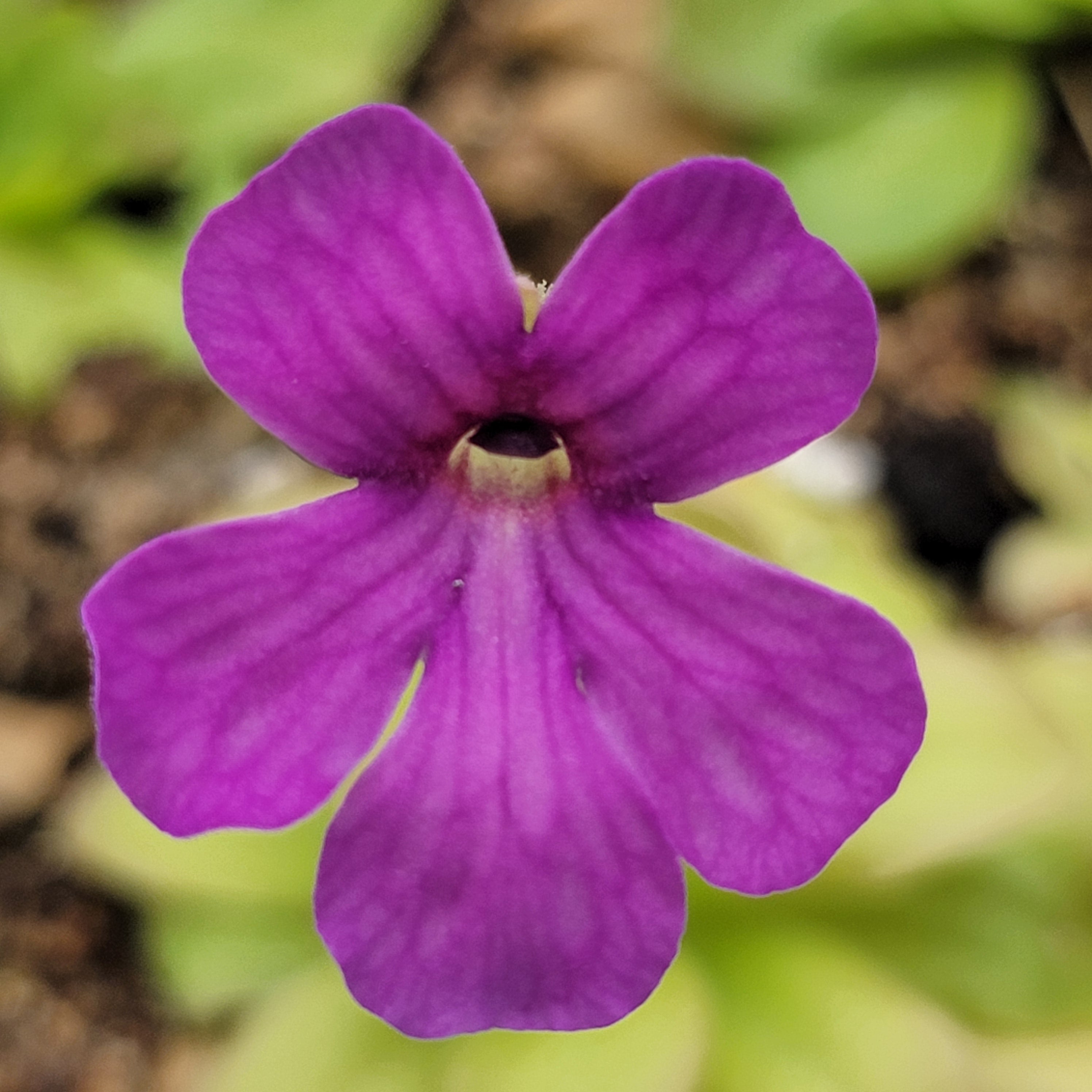 Pinguicula laueana x elizabethiae -Butterworts -Rainbow Carnivorous Plants LLC