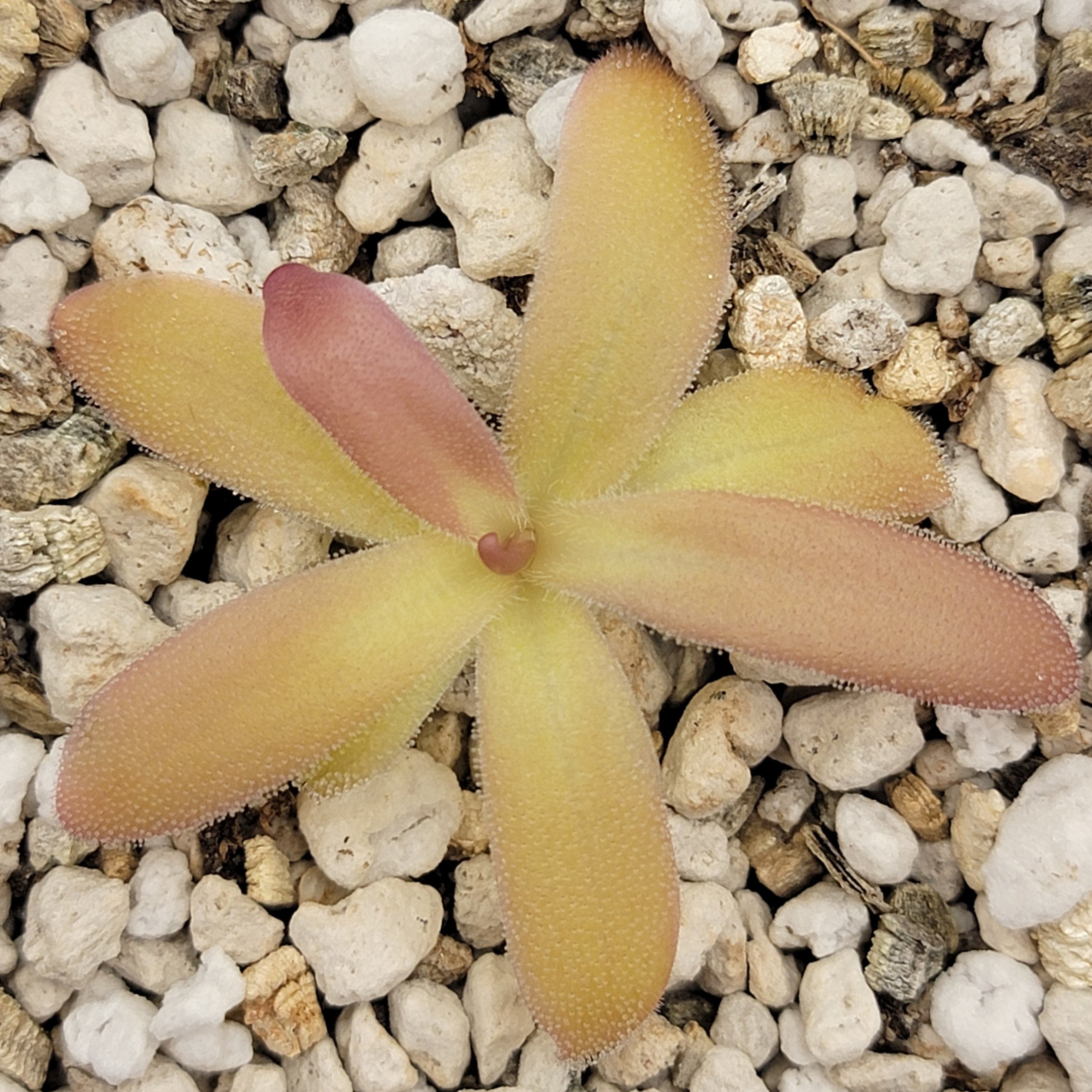 Pinguicula laueana x gypsicola -Butterworts -Rainbow Carnivorous Plants LLC