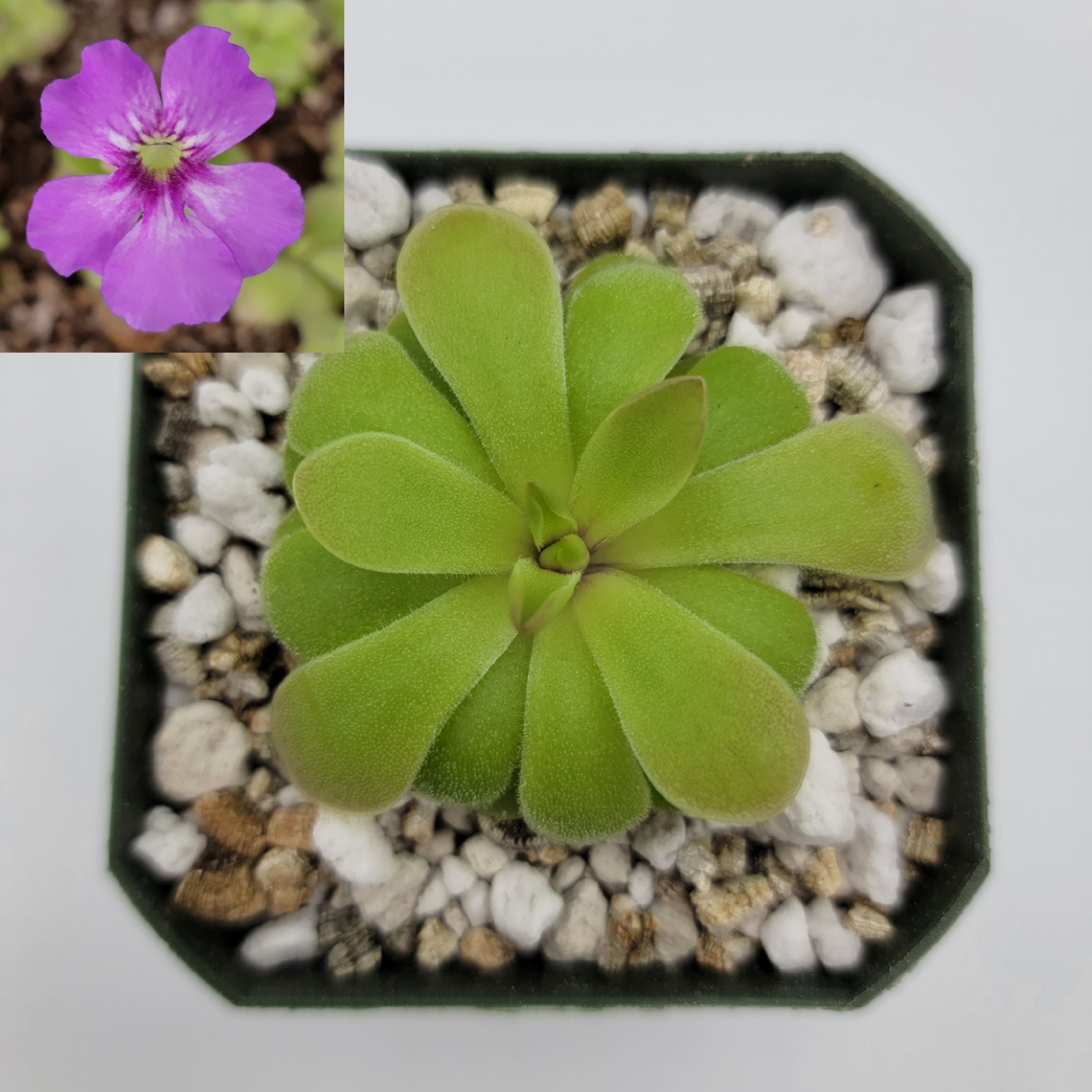 Pinguicula laxifolia x 'Huahuapan' -Butterworts -Rainbow Carnivorous Plants LLC