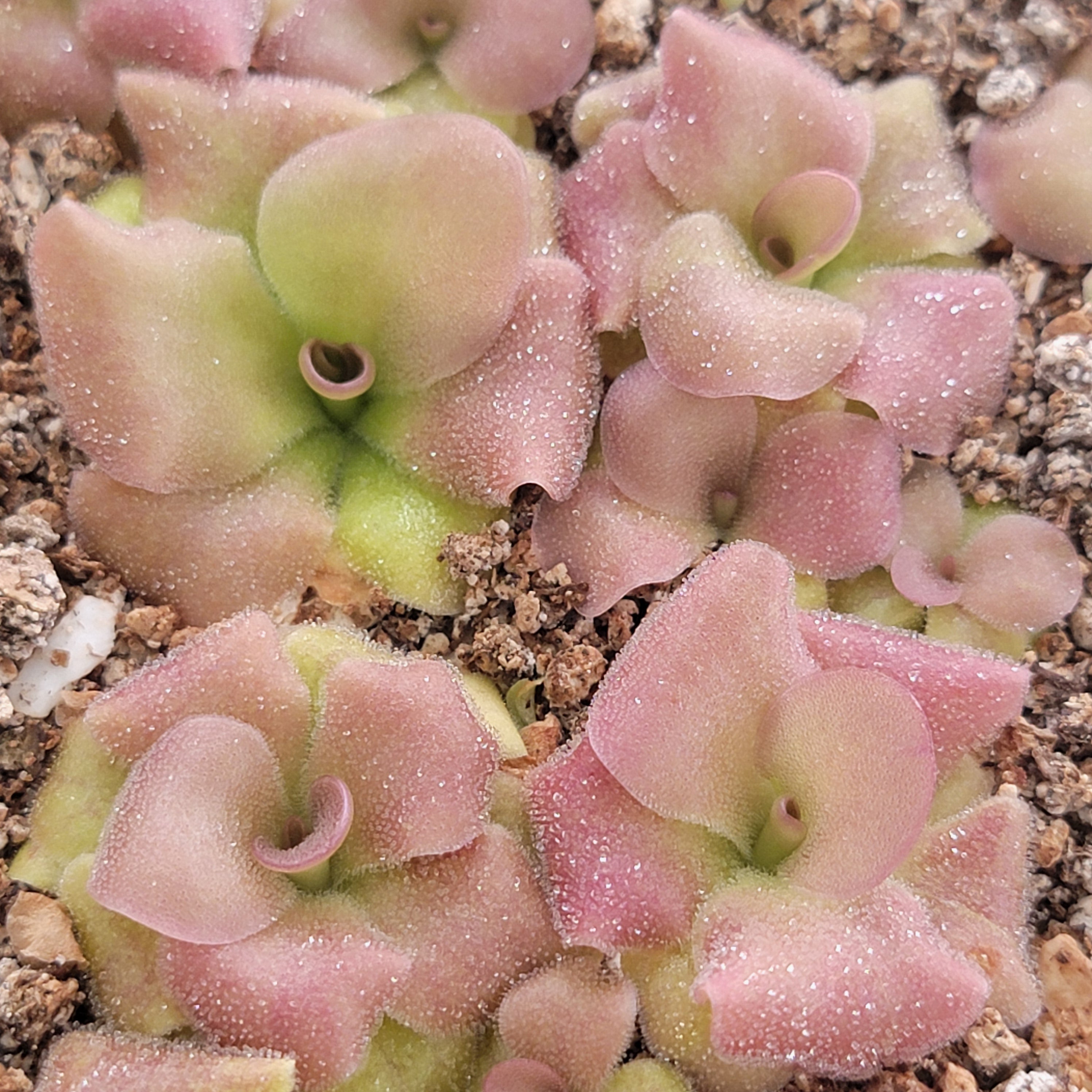 Pinguicula martinezii x laueana -Mexican butterwort- -Butterworts -Rainbow Carnivorous Plants LLC