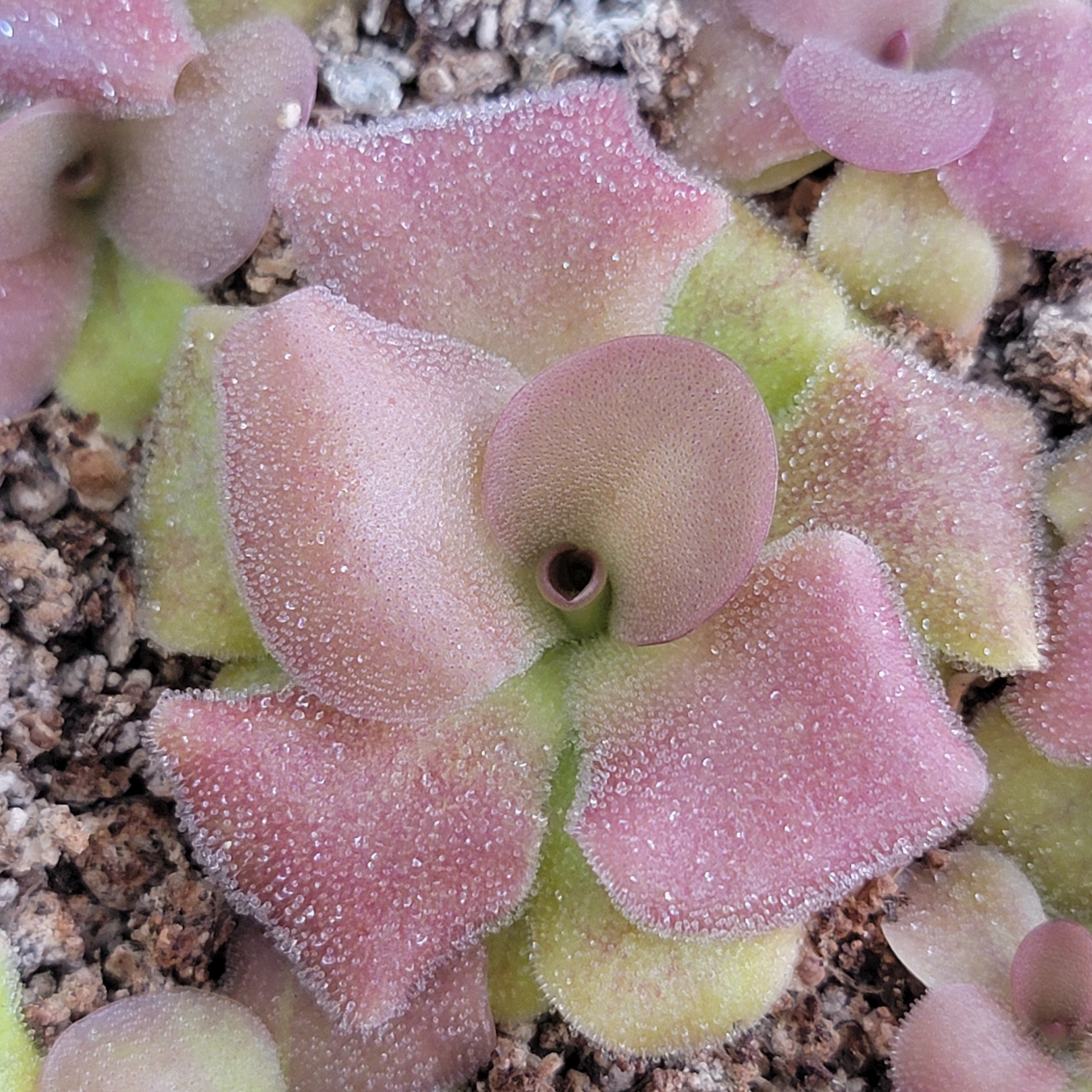 Pinguicula martinezii x laueana -Mexican butterwort- -Butterworts -Rainbow Carnivorous Plants LLC