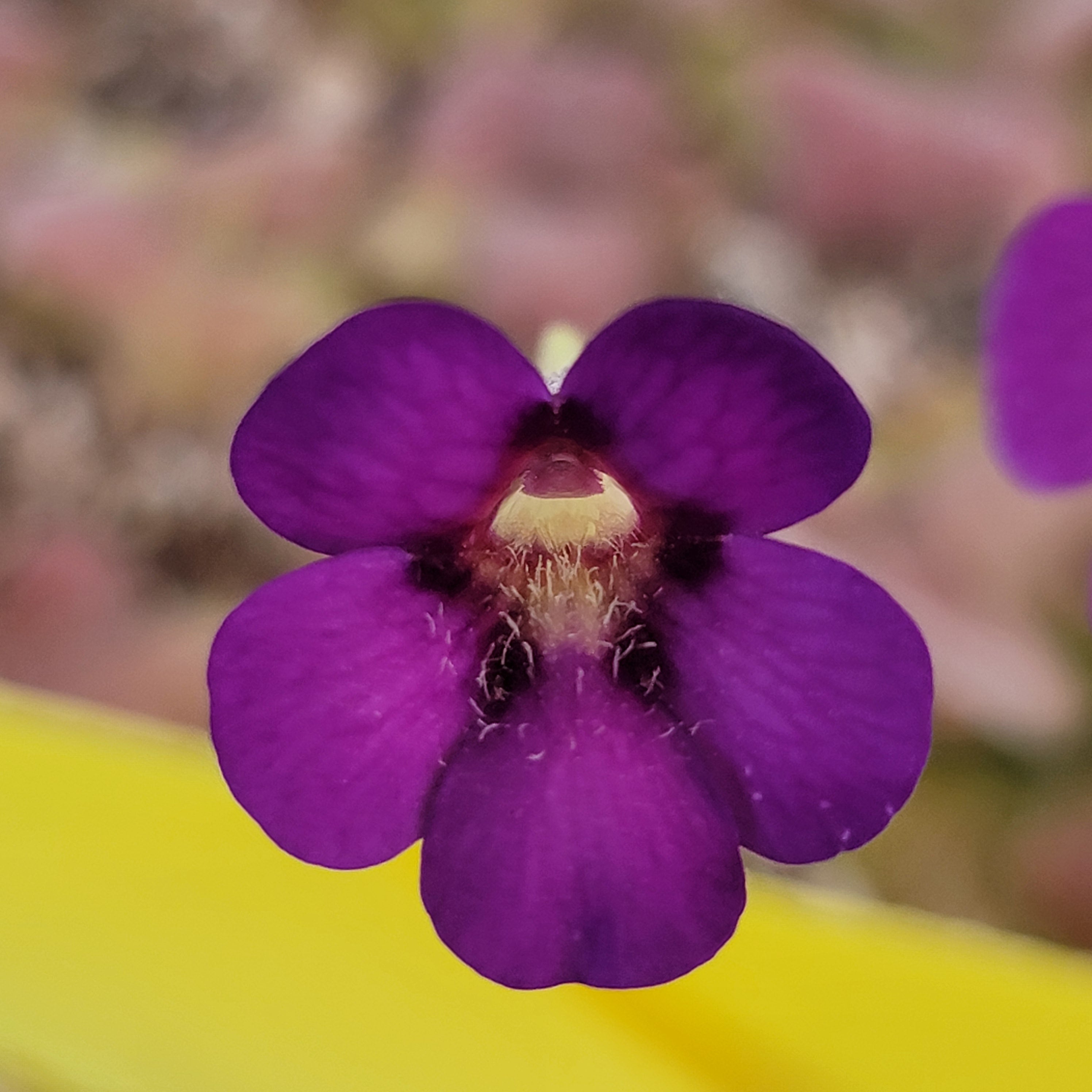 Pinguicula martinezii x laueana -Mexican butterwort- -Butterworts -Rainbow Carnivorous Plants LLC