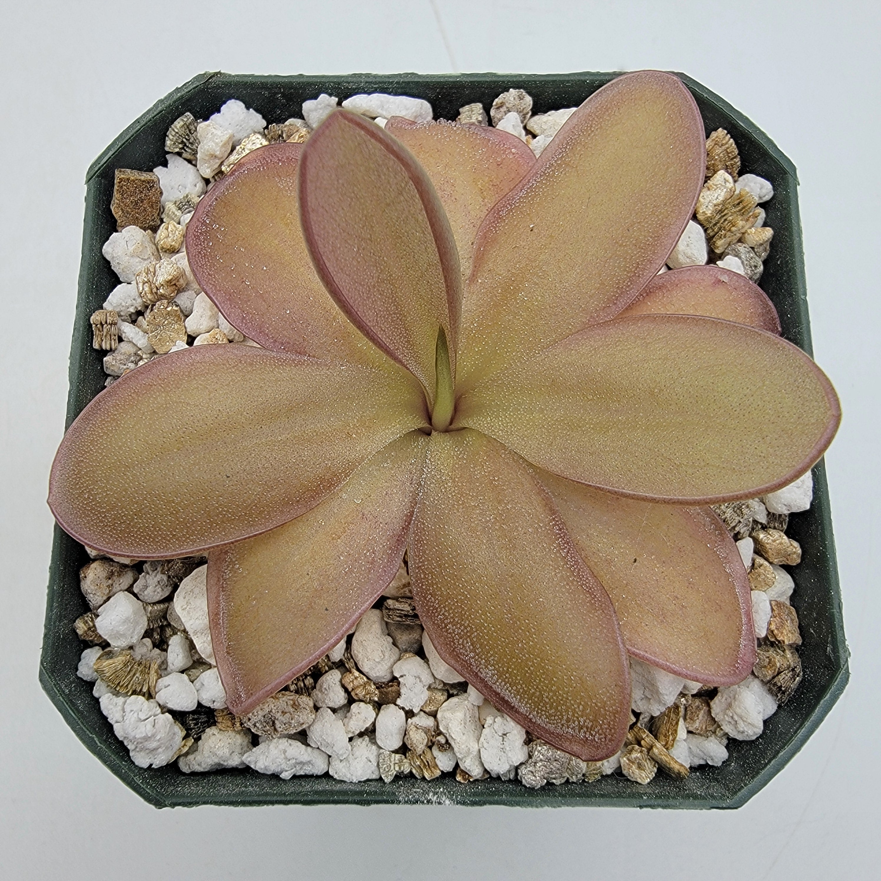 Pinguicula moranensis {Veracruz} x agnata 'Ekuma'